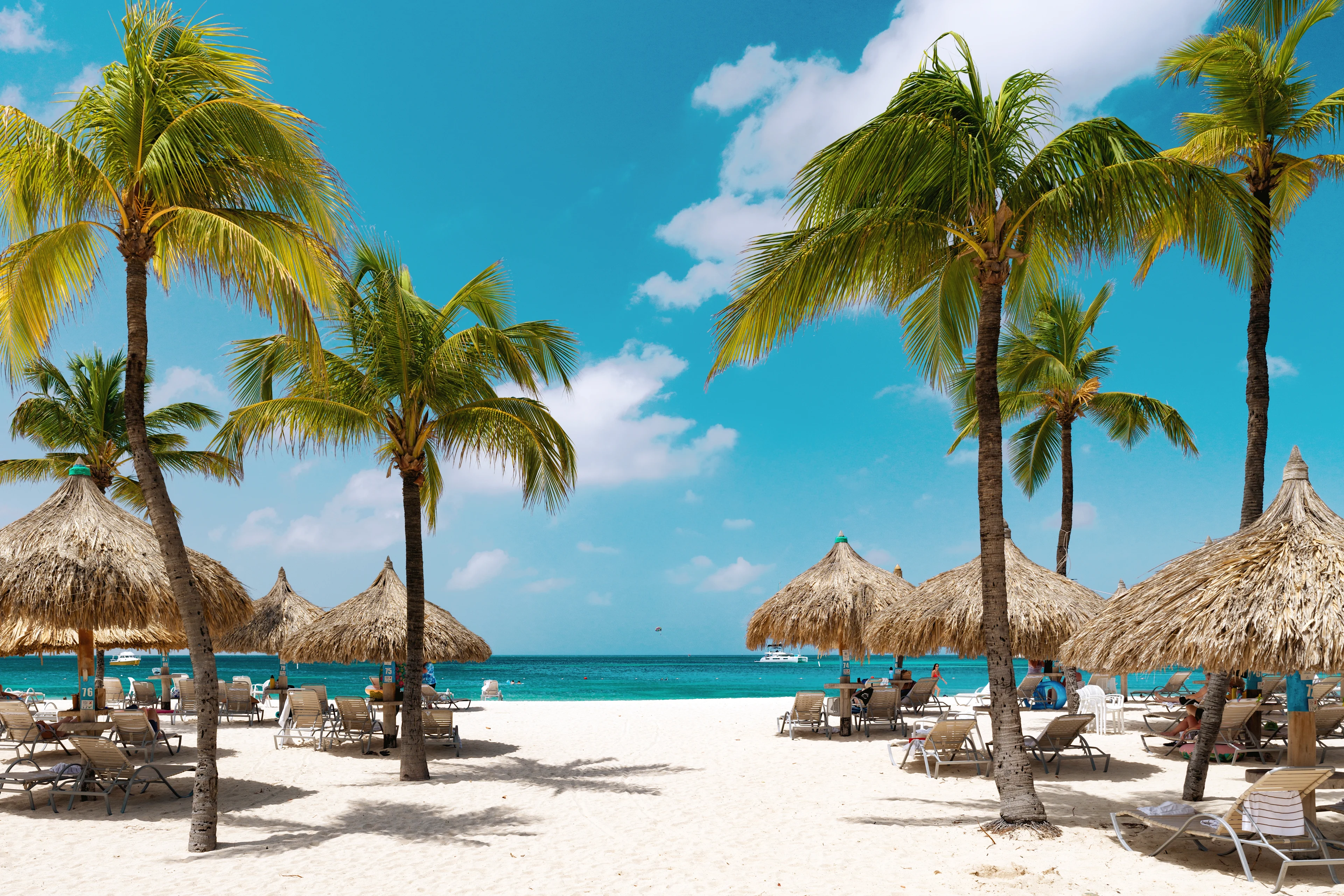 Vit sandstrand med palmer och solstolar vid det turkosblå havet på Aruba.