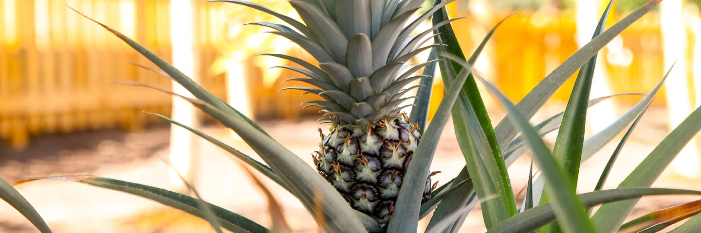 Ananas