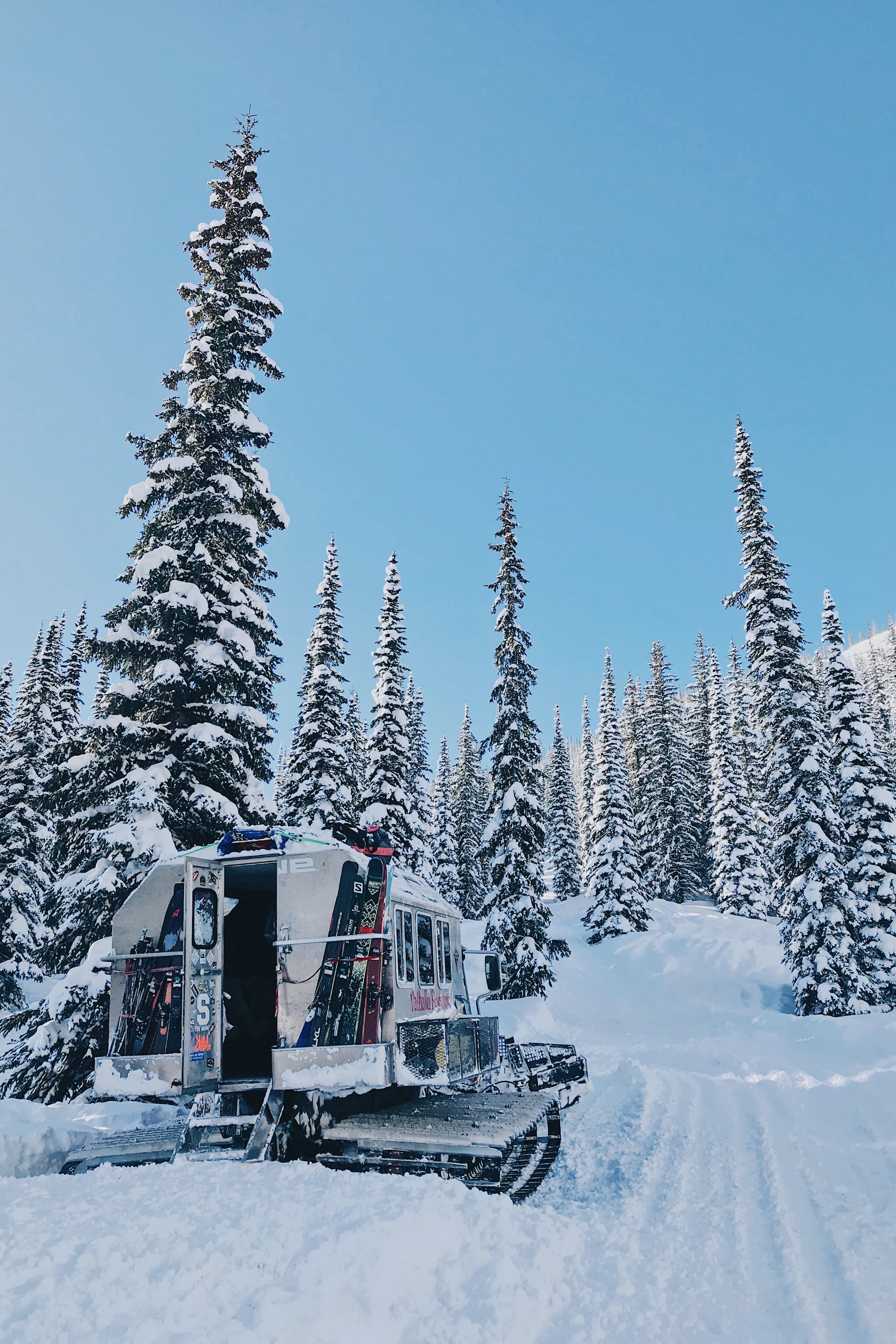 Snöig catski