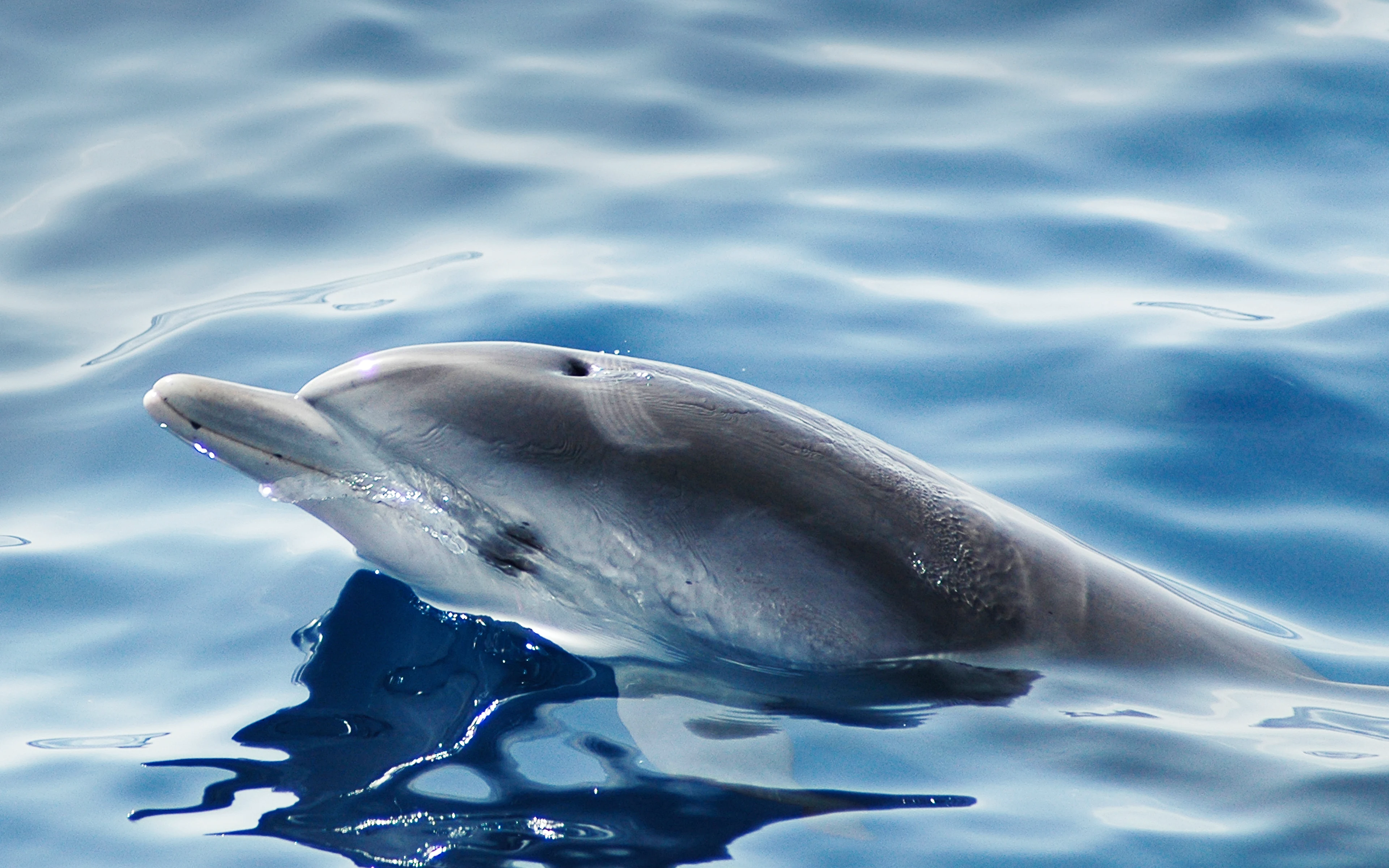 Närbild av en delfin som bryter vattenytan