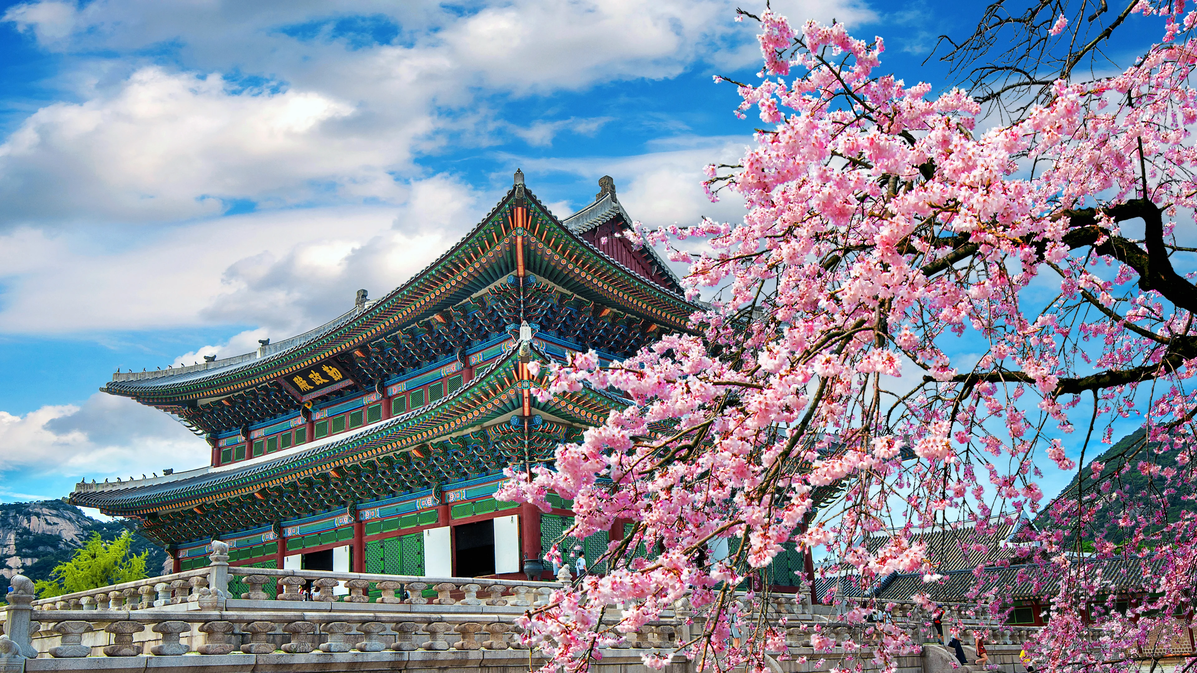 Tradisjonell koreansk palassbygning i Seoul med rikt dekorerte tak, omgitt av rosa kirsebærblomster i forgrunnen under blå himmel.