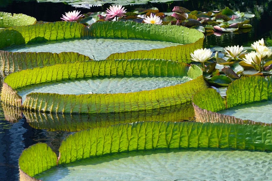 Den botaniske hage Pamplemousses