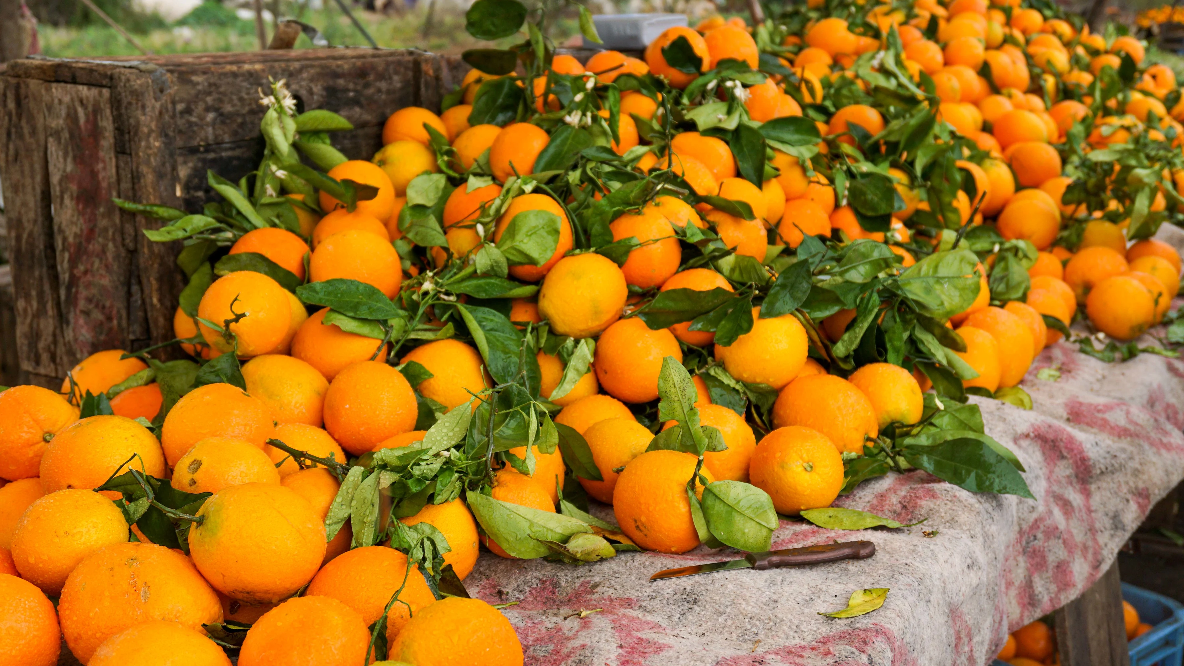 ett bord med nyplockade apelsiner