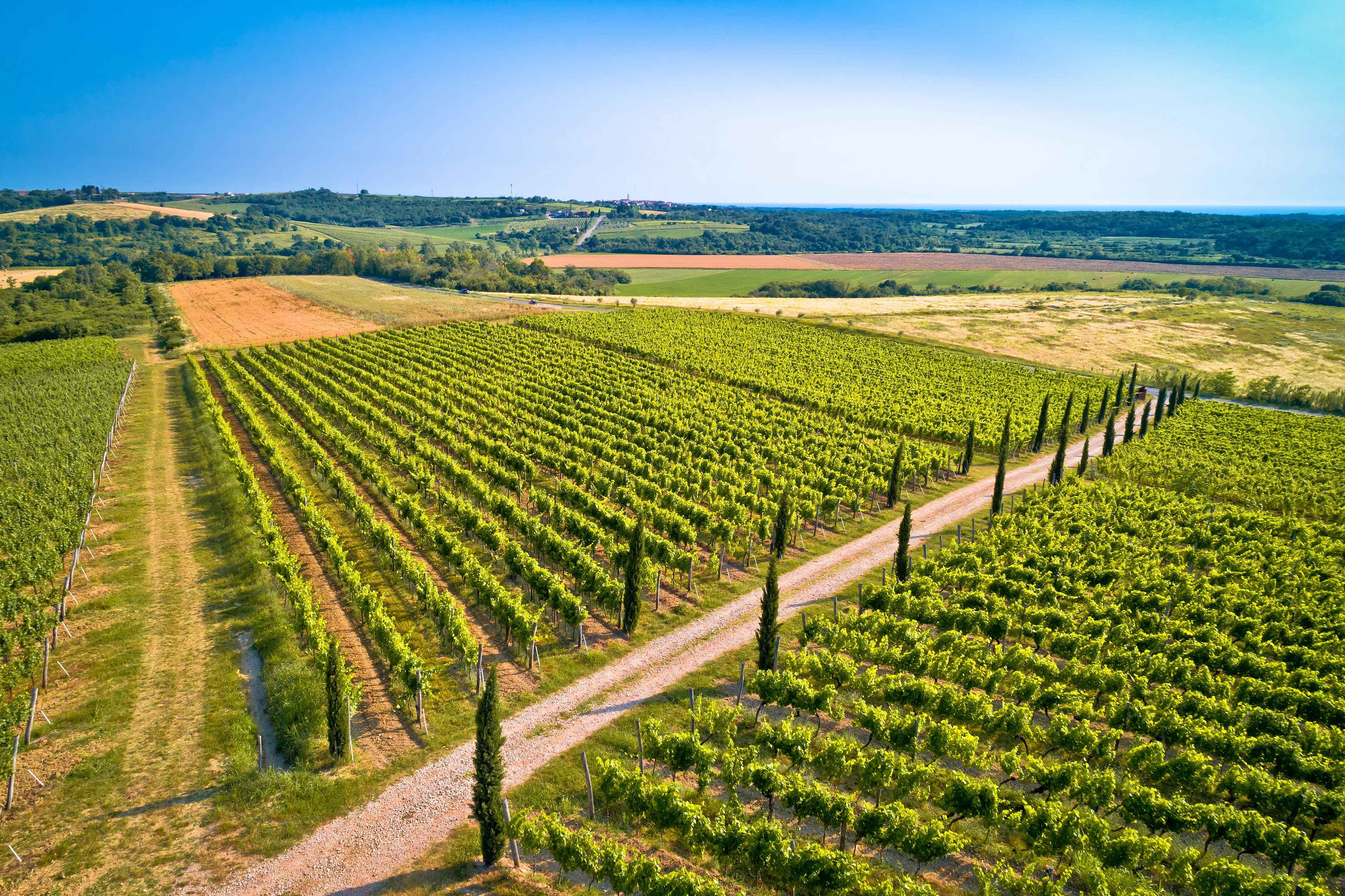 Udsigt over vinstokke i Istrien