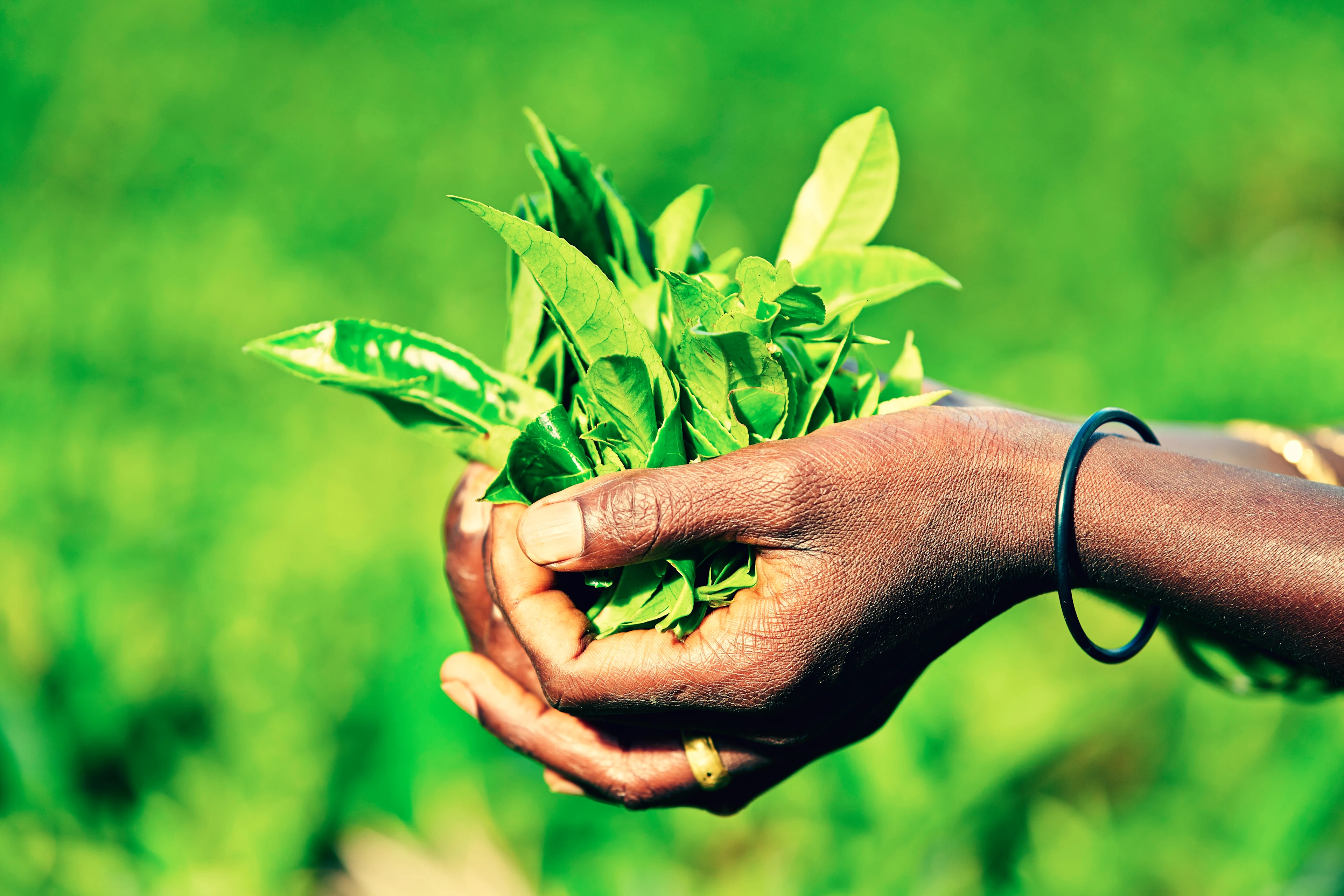 kvinne som står i vann og planter planter