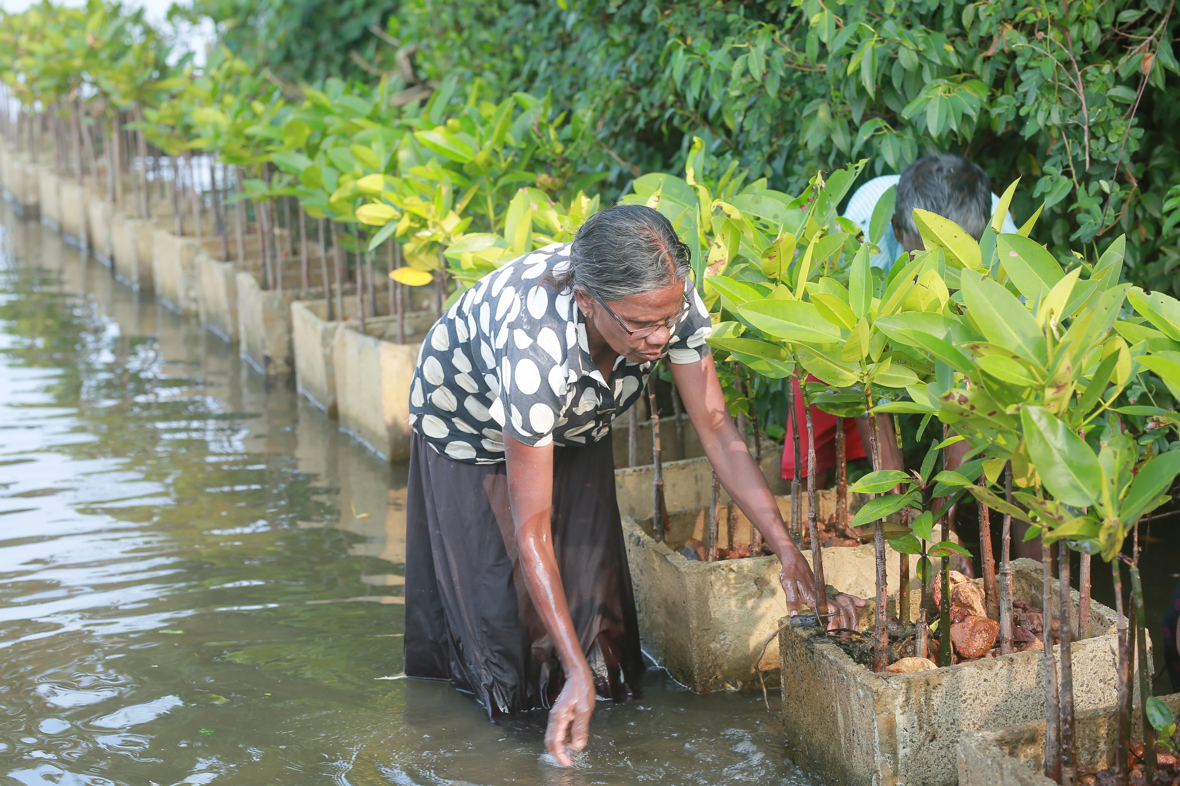 vrouw die in water staat en planten plant