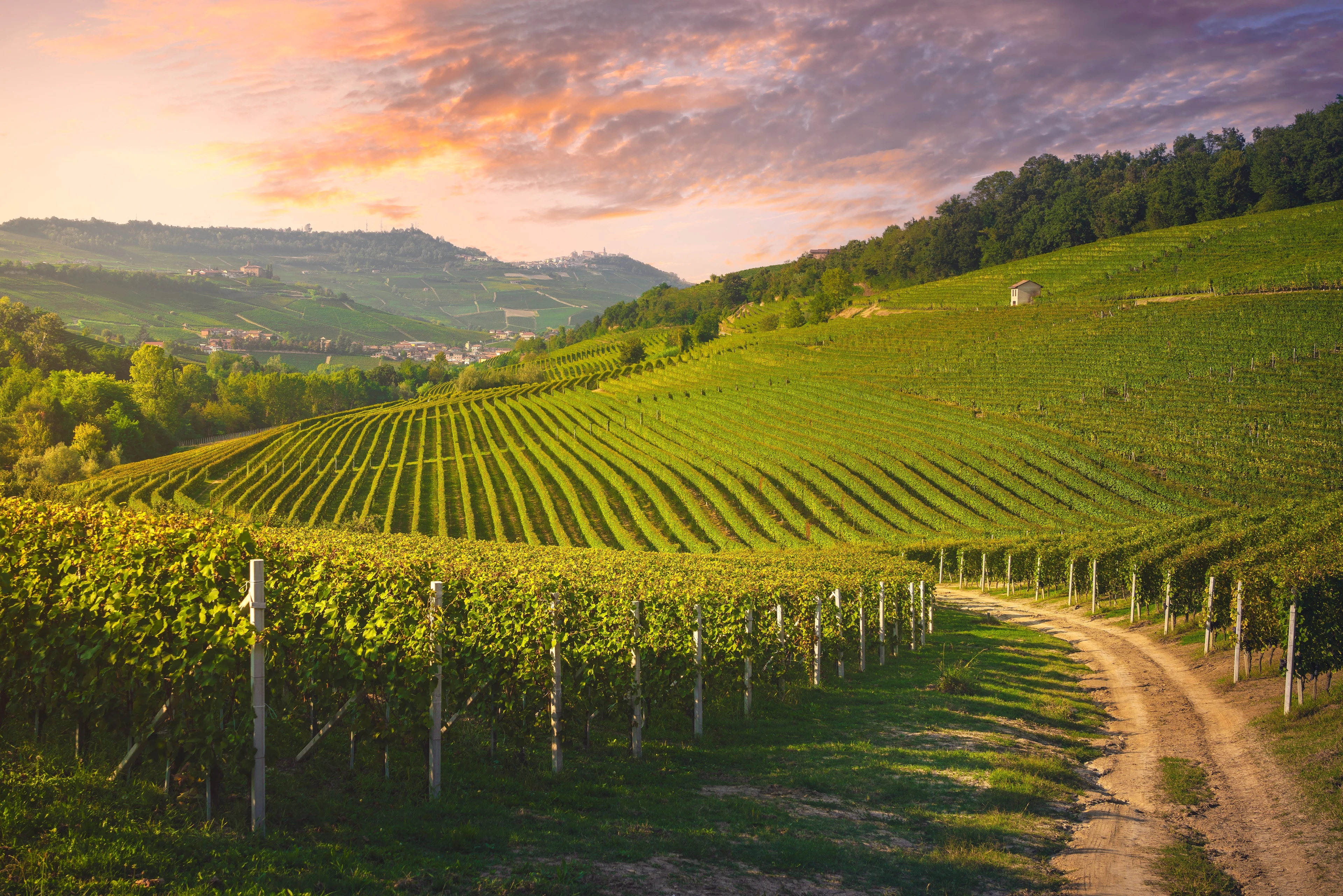 Udsigt over smukke vinmarker i Piemonte, Italien