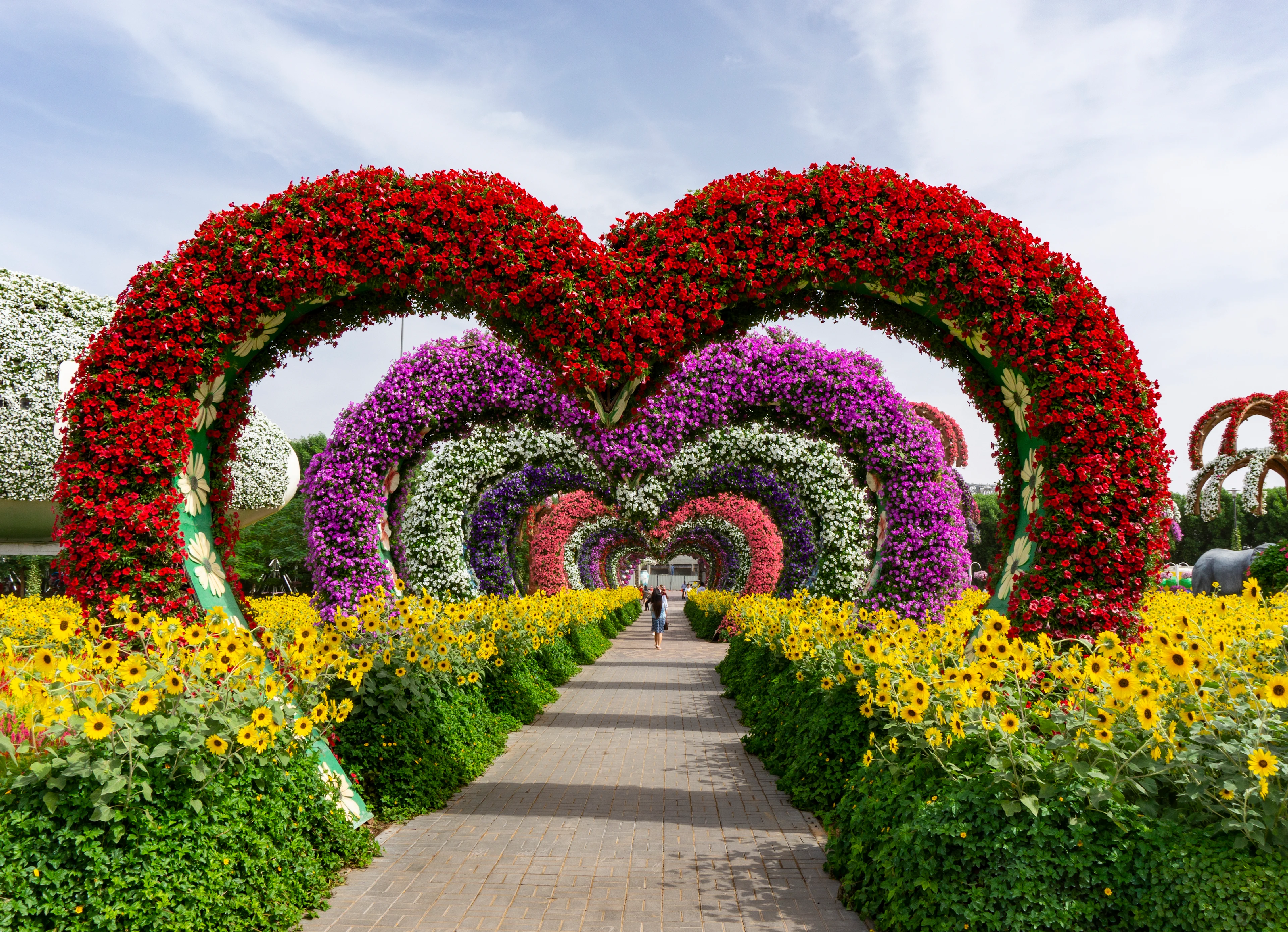Fargerike blomster i Miracle Garden, Dubai