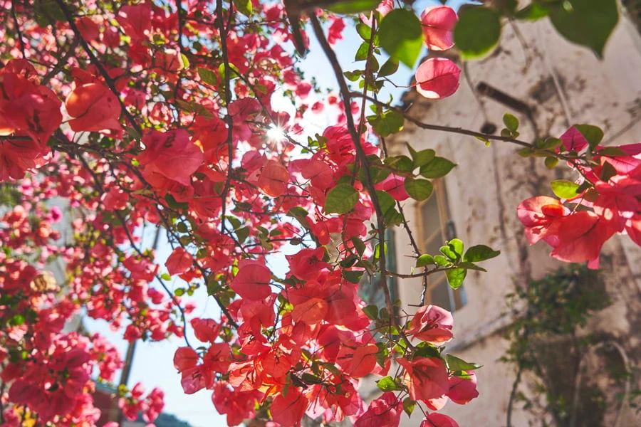 Bougainvillea