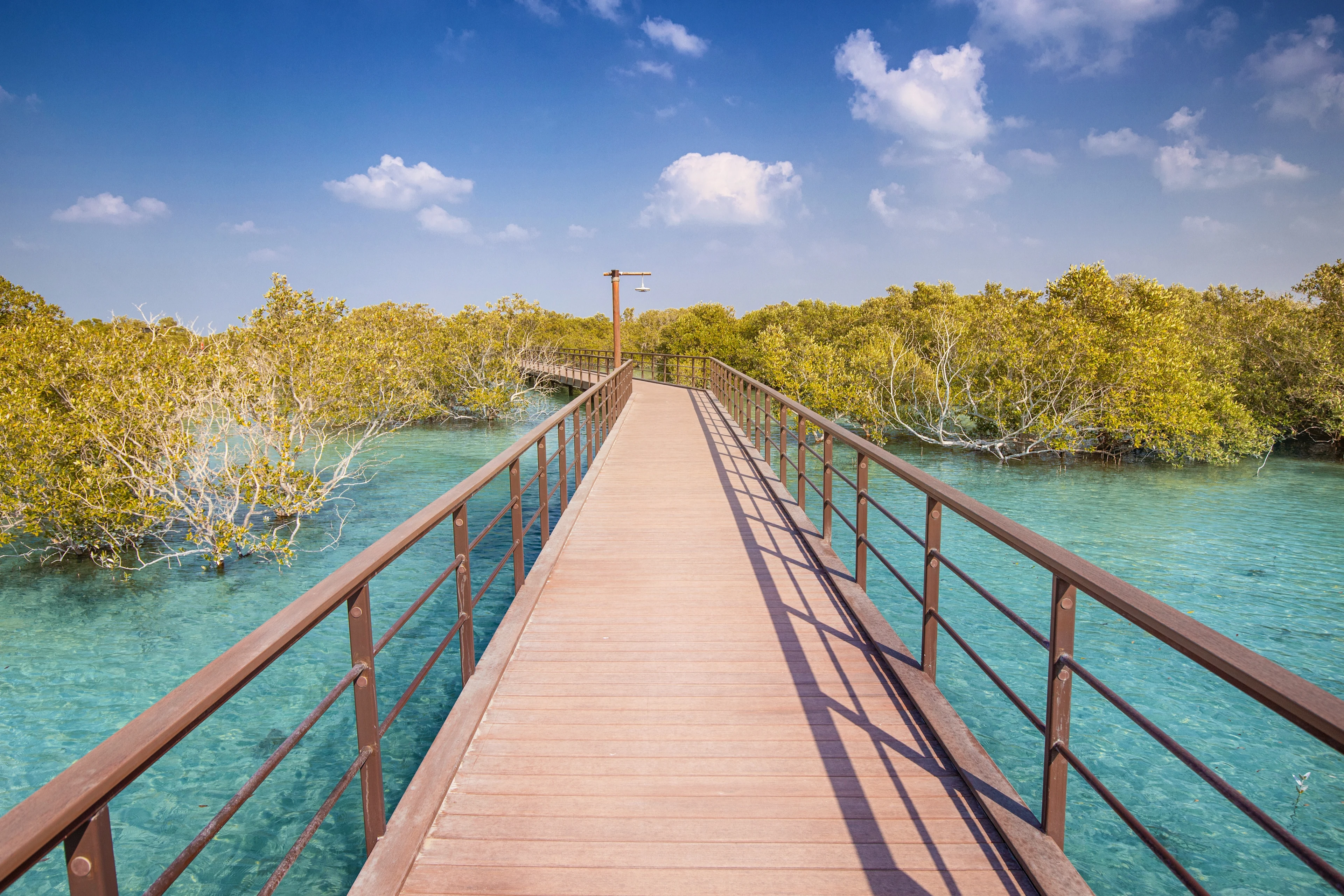 Träbrygga i Jubail Mangrove Park i Abu Dhabi