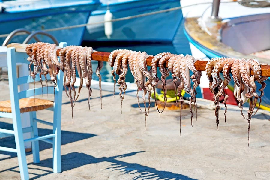 greece ocotpus