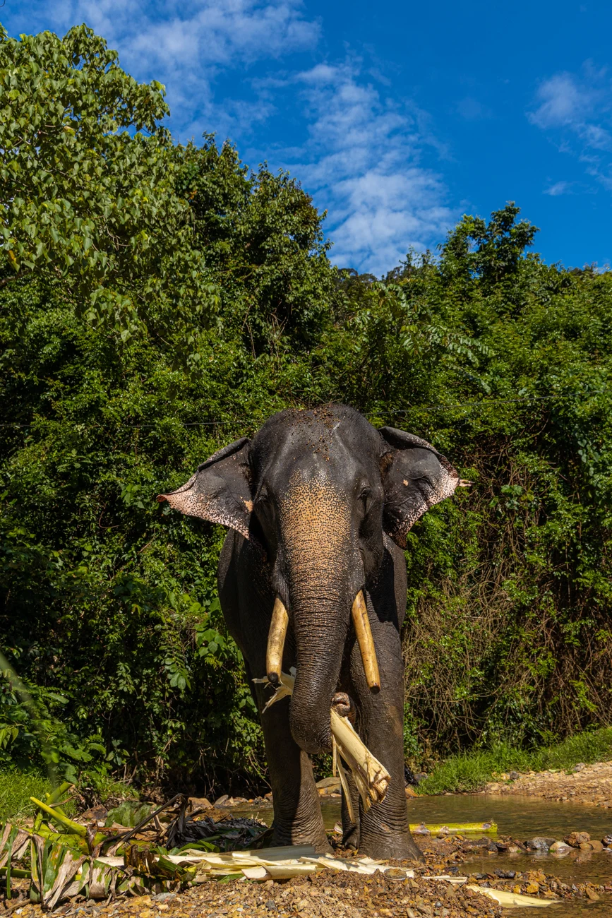 Elefant