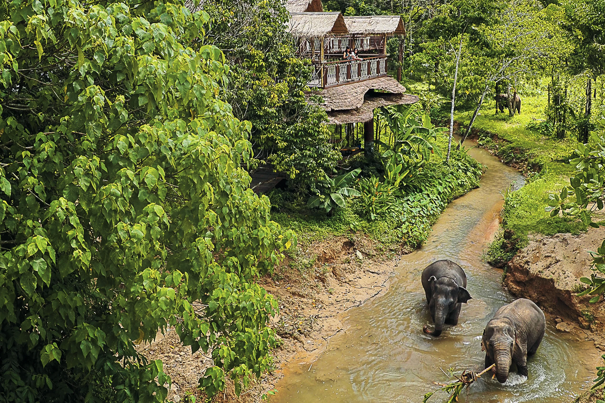 Elefantreservatet i Phuket