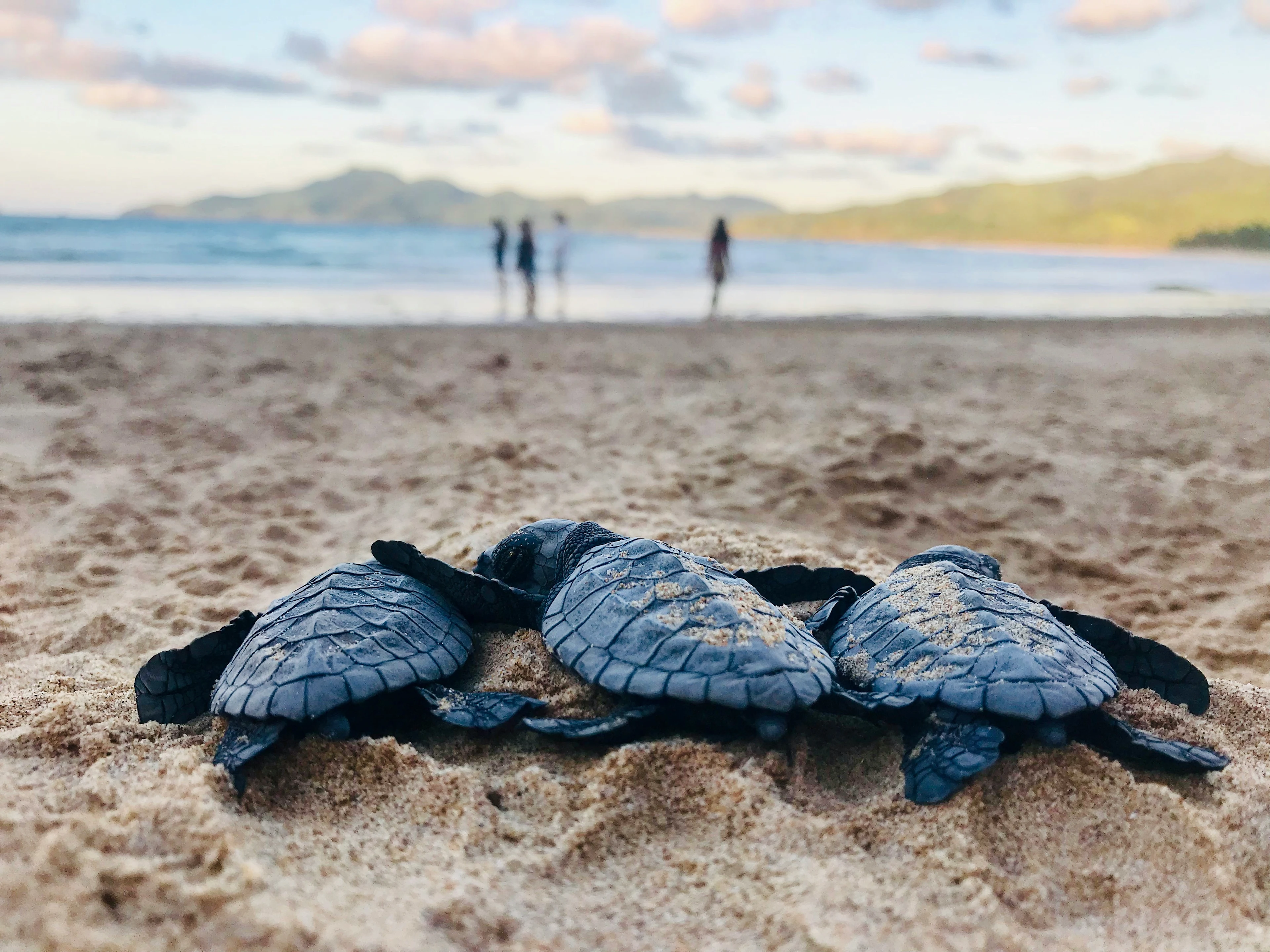 Tre nyklekkede havskilpadder kryper over sanden mot havet på en strand ved solnedgang.