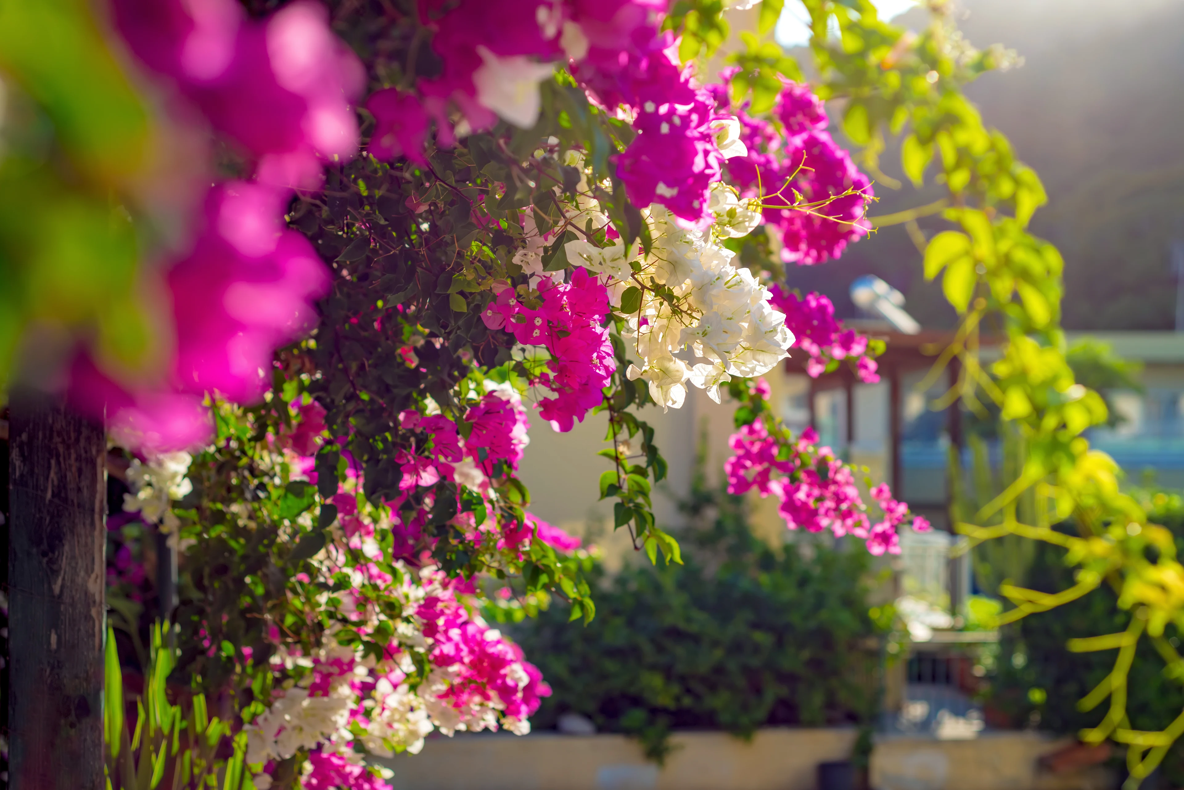 Rosa och vit bougainvillea