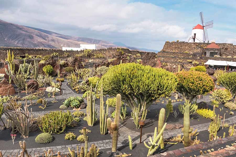 Jardín de Cactus, hier vind je cactussen in alle mogelijke vormen en maten