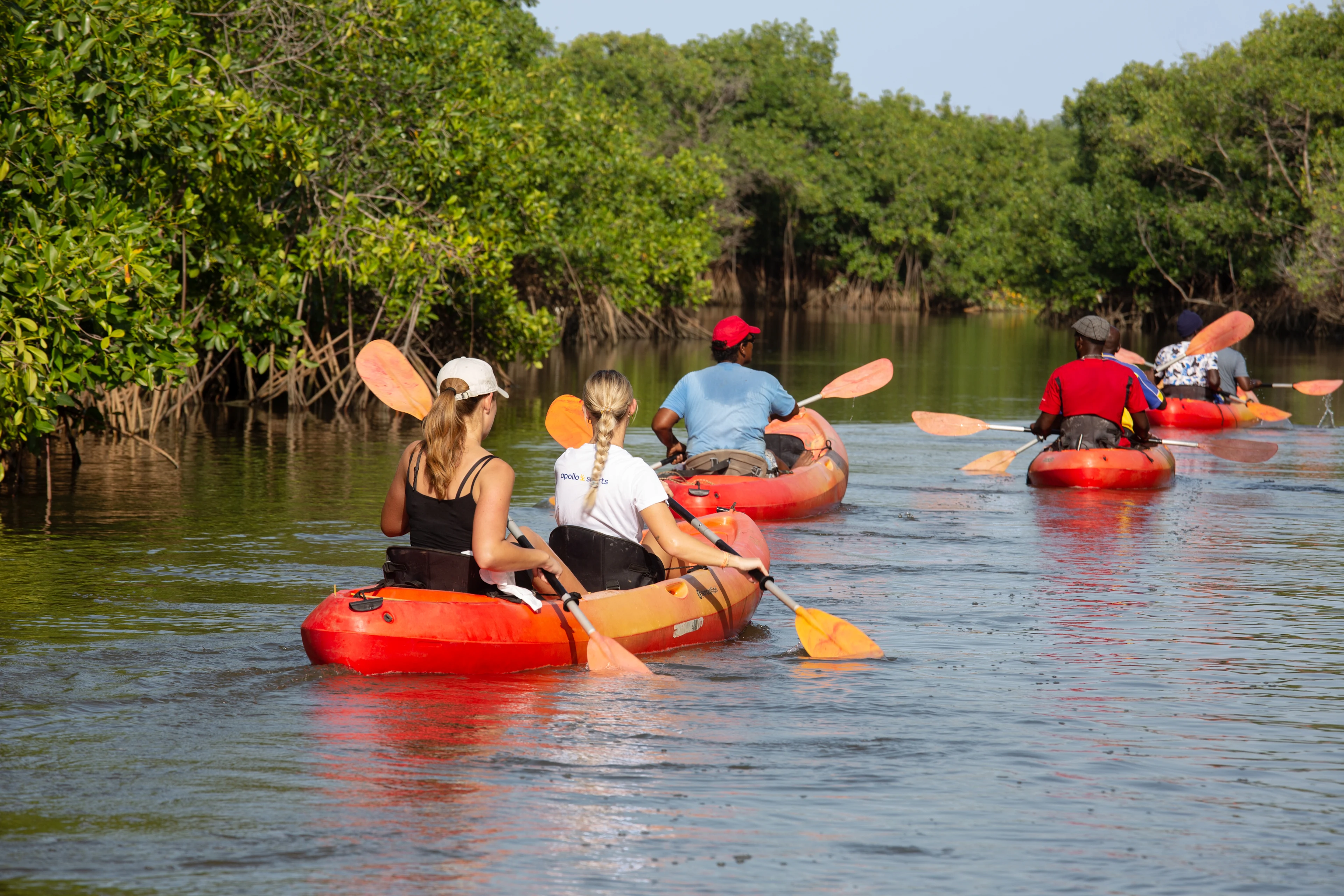 Ett gäng som är ute och paddlar kayak bland mangroveträsken