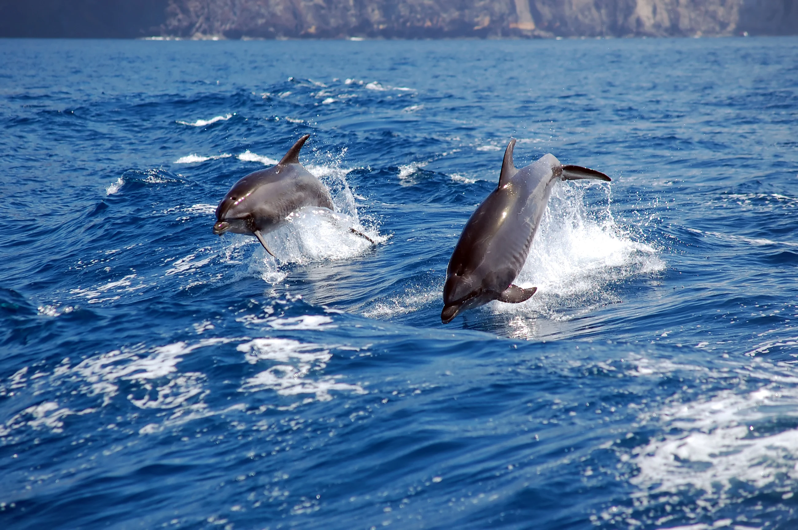 Delfiner i havet ved kysten av Tenerife
