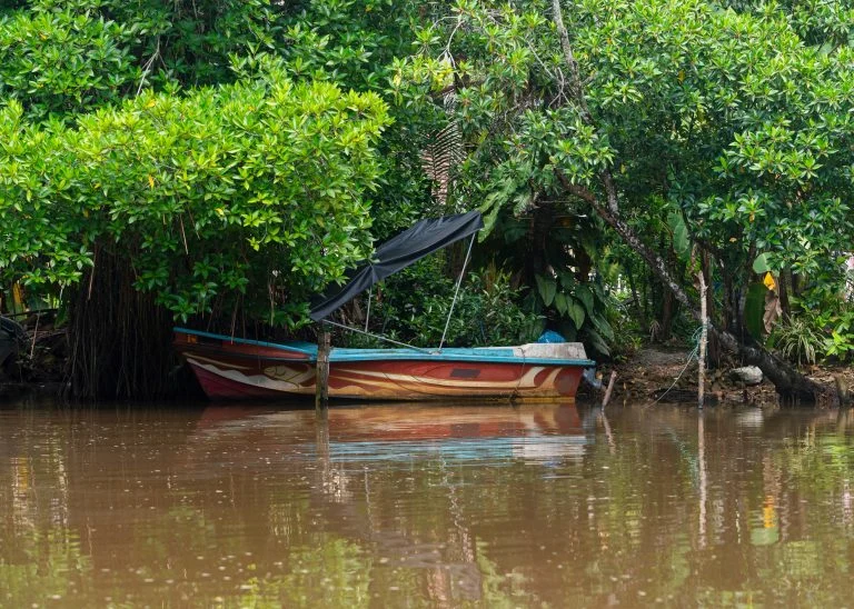 Mangrover och en liten båt på Sri Lanka