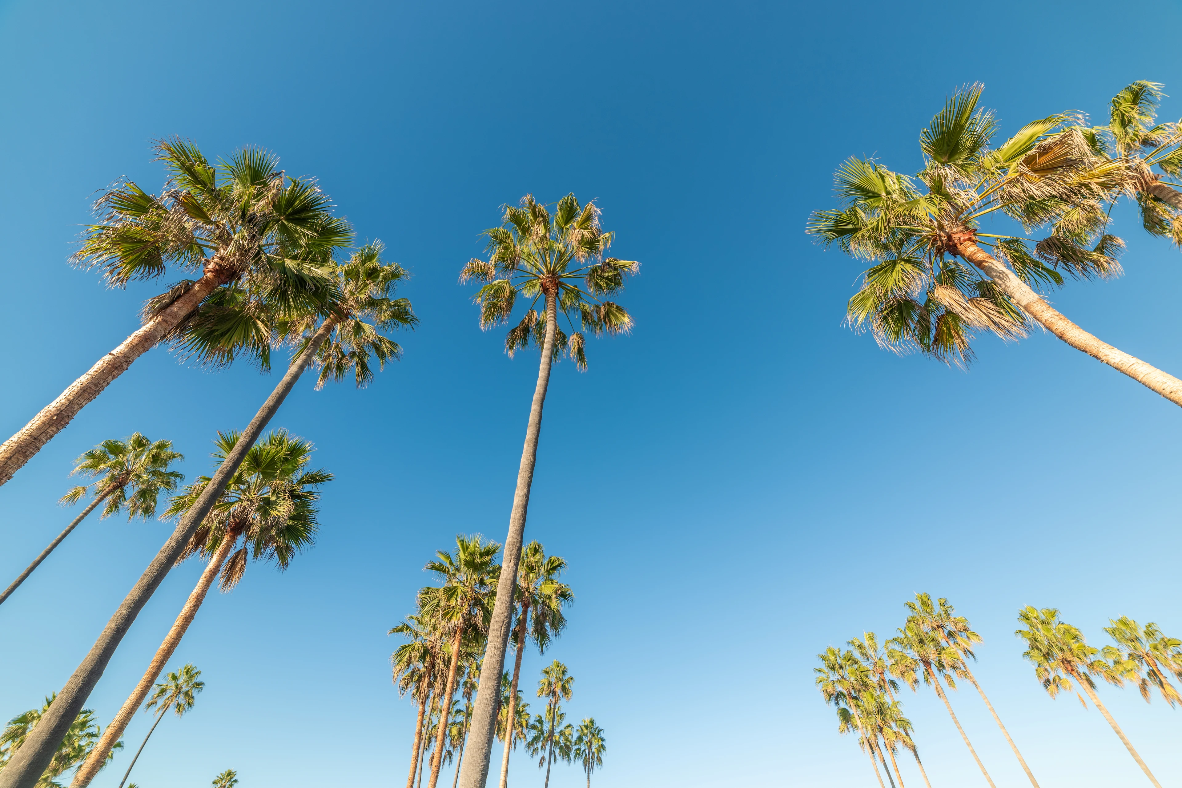 Exotiska palmer och en blå himmel i Venice Beach, Los Angeles