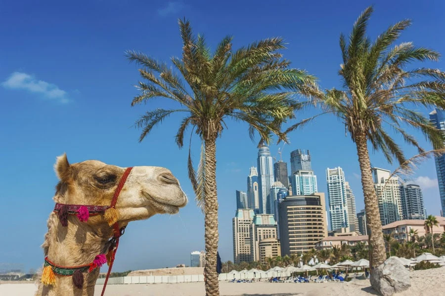 Kameel in Dubai