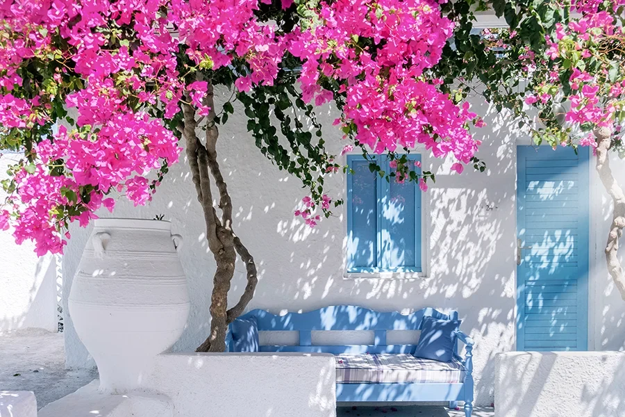 Santorini Hellas' blomst