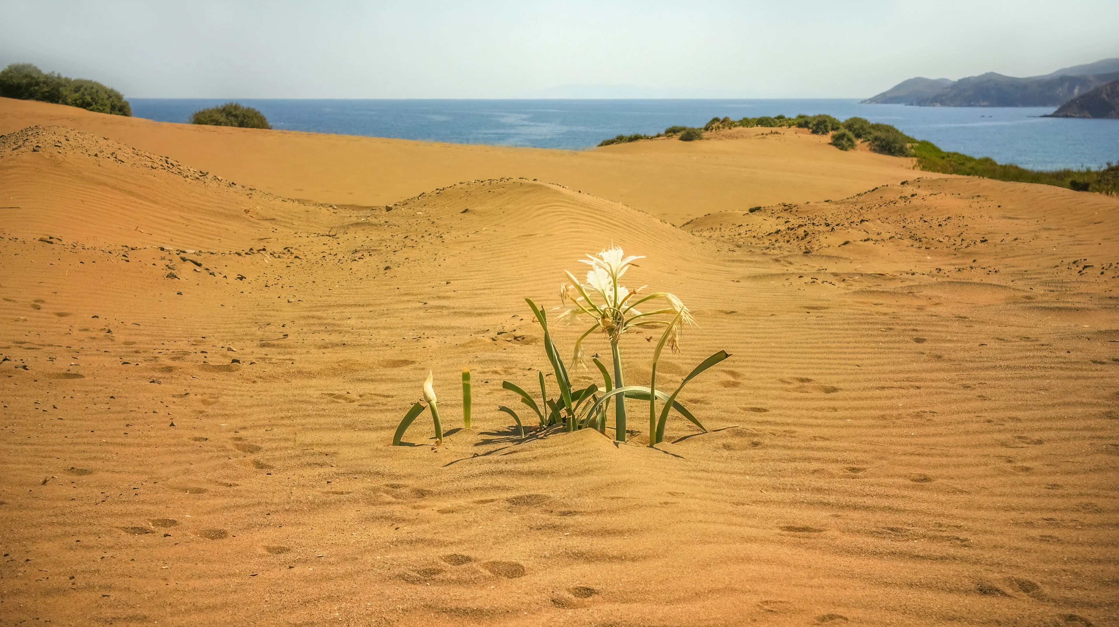 Sanddynerna Gomati på Limnos