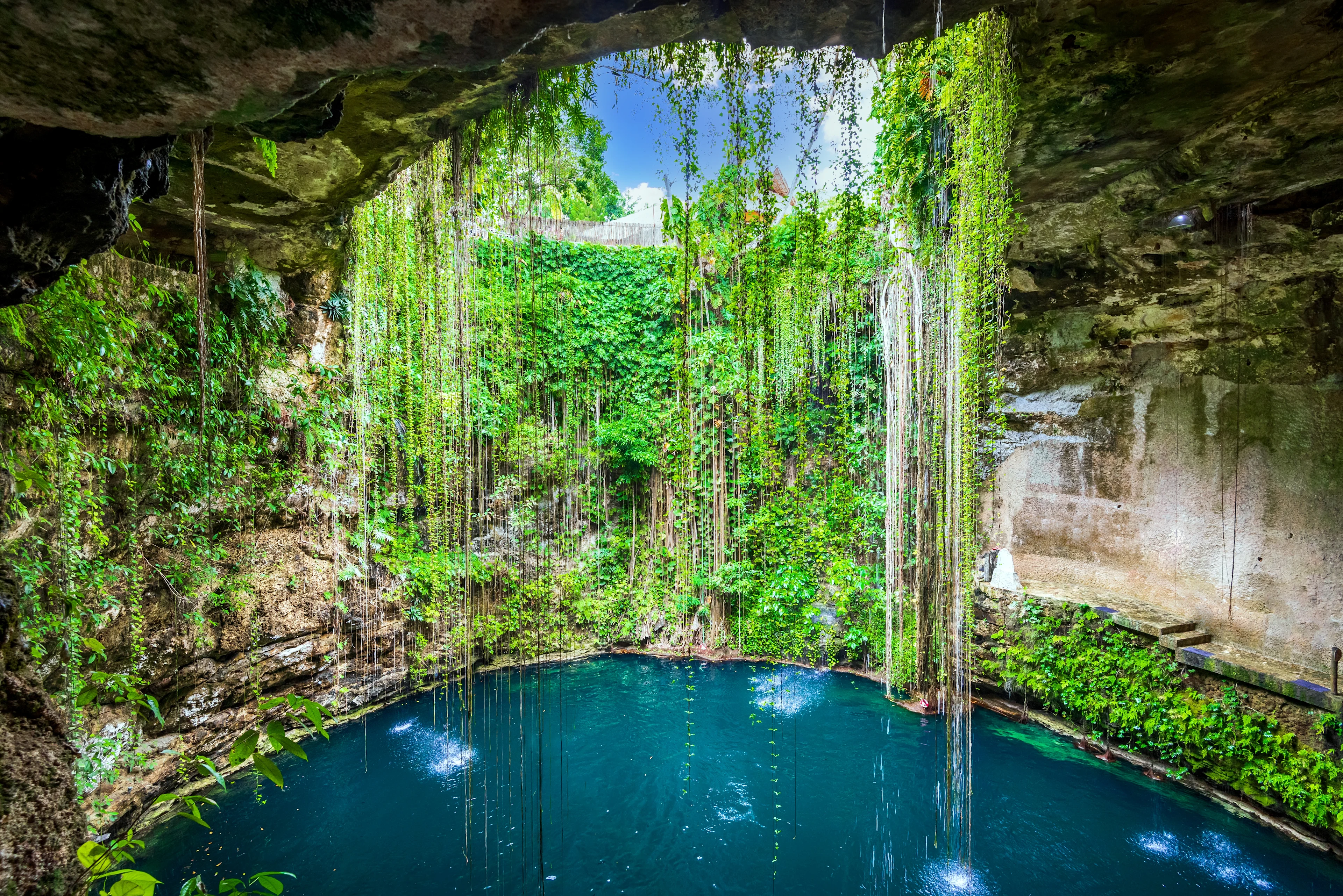 En cenote omgiven av grönska och hängande lianer på Yucatánhalvön i Mexiko.