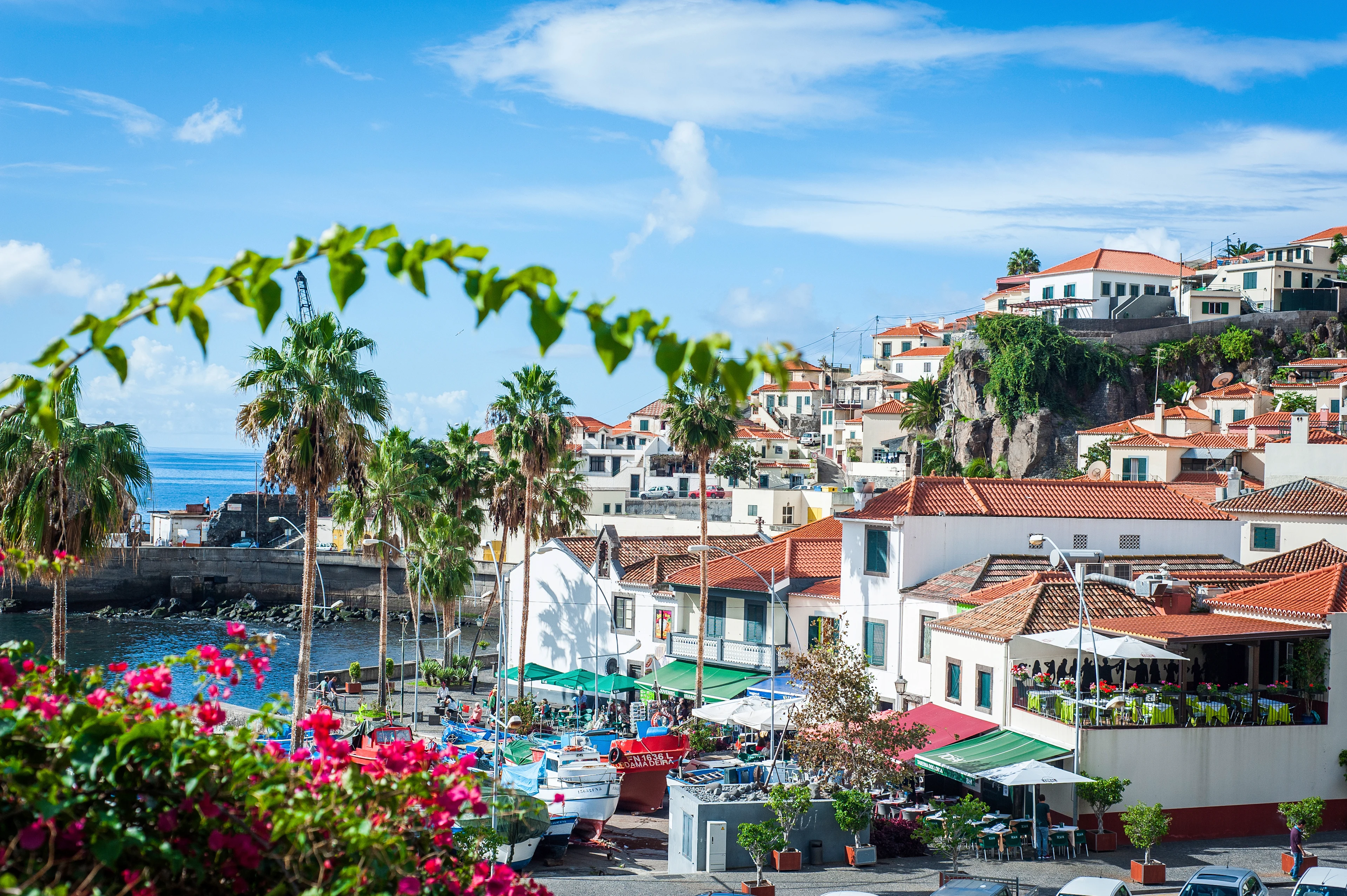 Småbåtshamn på Madeira omgiven av palmer och vitkalkade hus