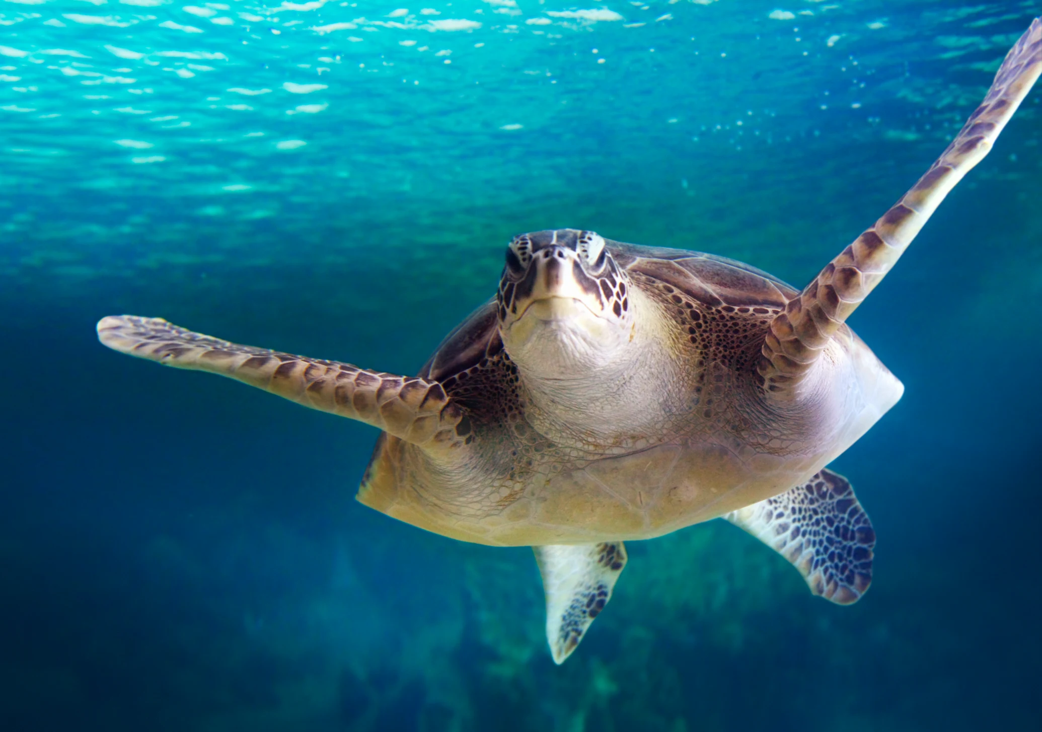 Havssköldpadda som simmar i det turkosa vattnet utanför Mauritius korallrev