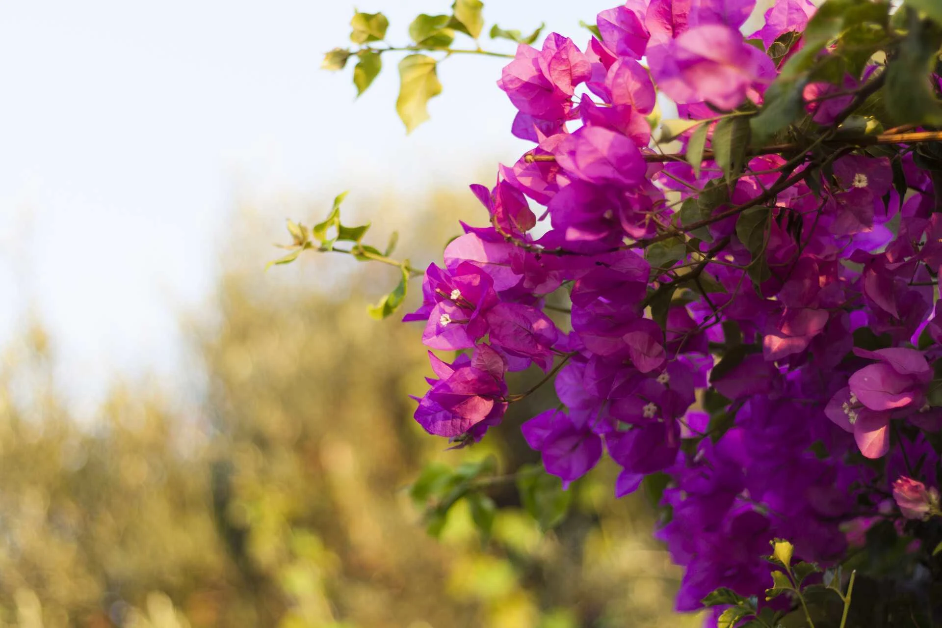 Flowers in Gerani