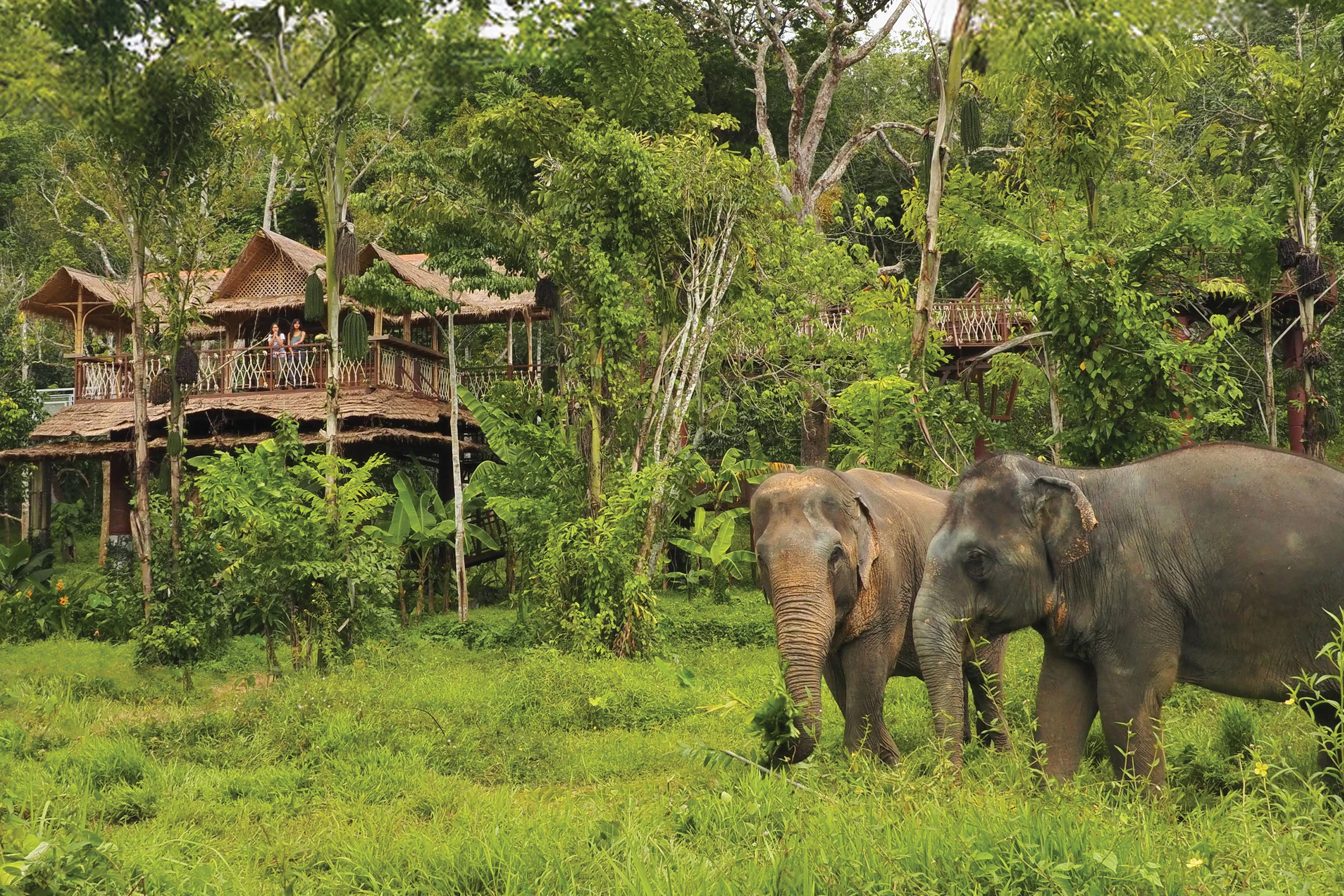 Elefantreservatet i Phuket