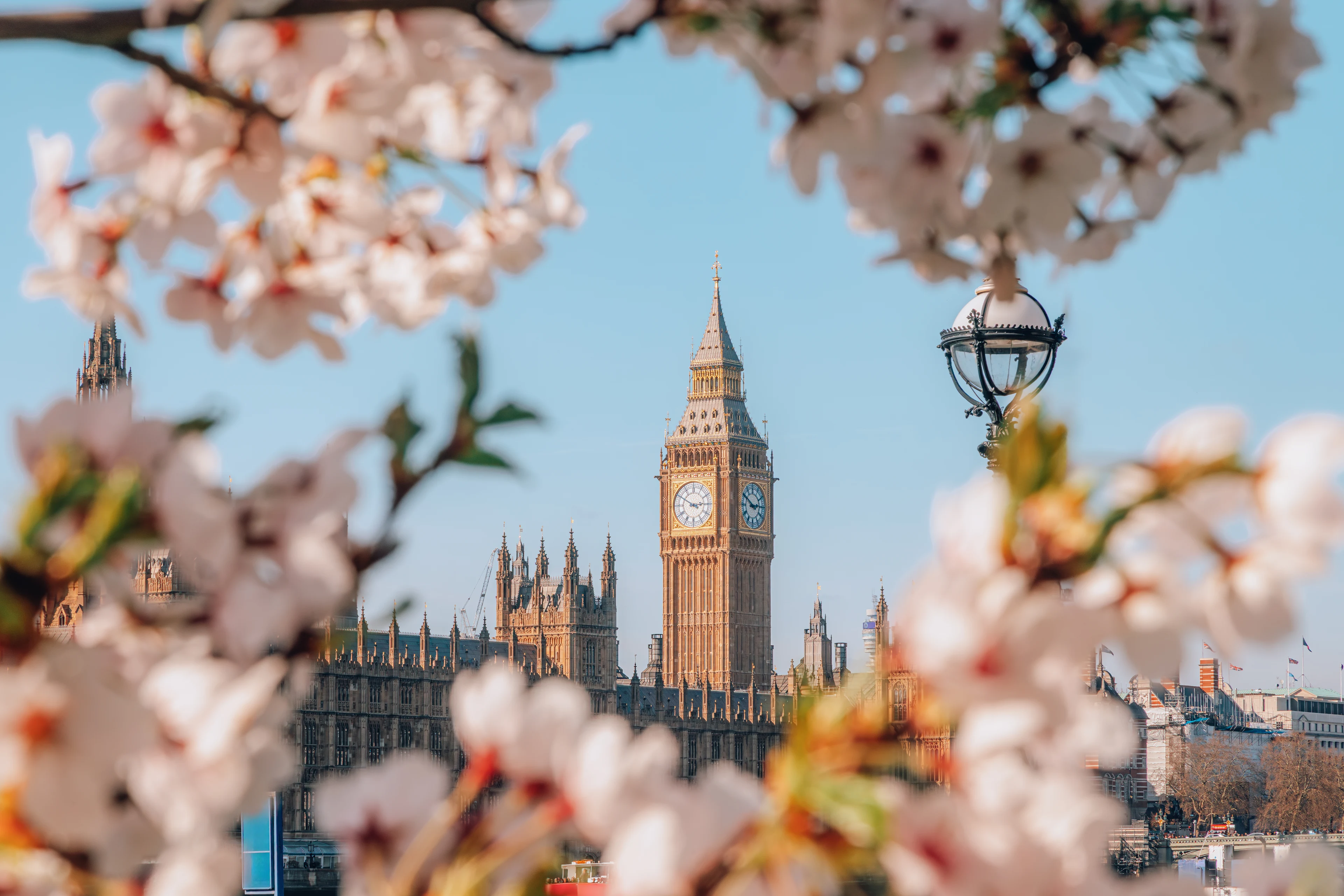 Big Ben og Houses of Parliament omgivet af lyserøde kirsebærblomster i det centrale London.