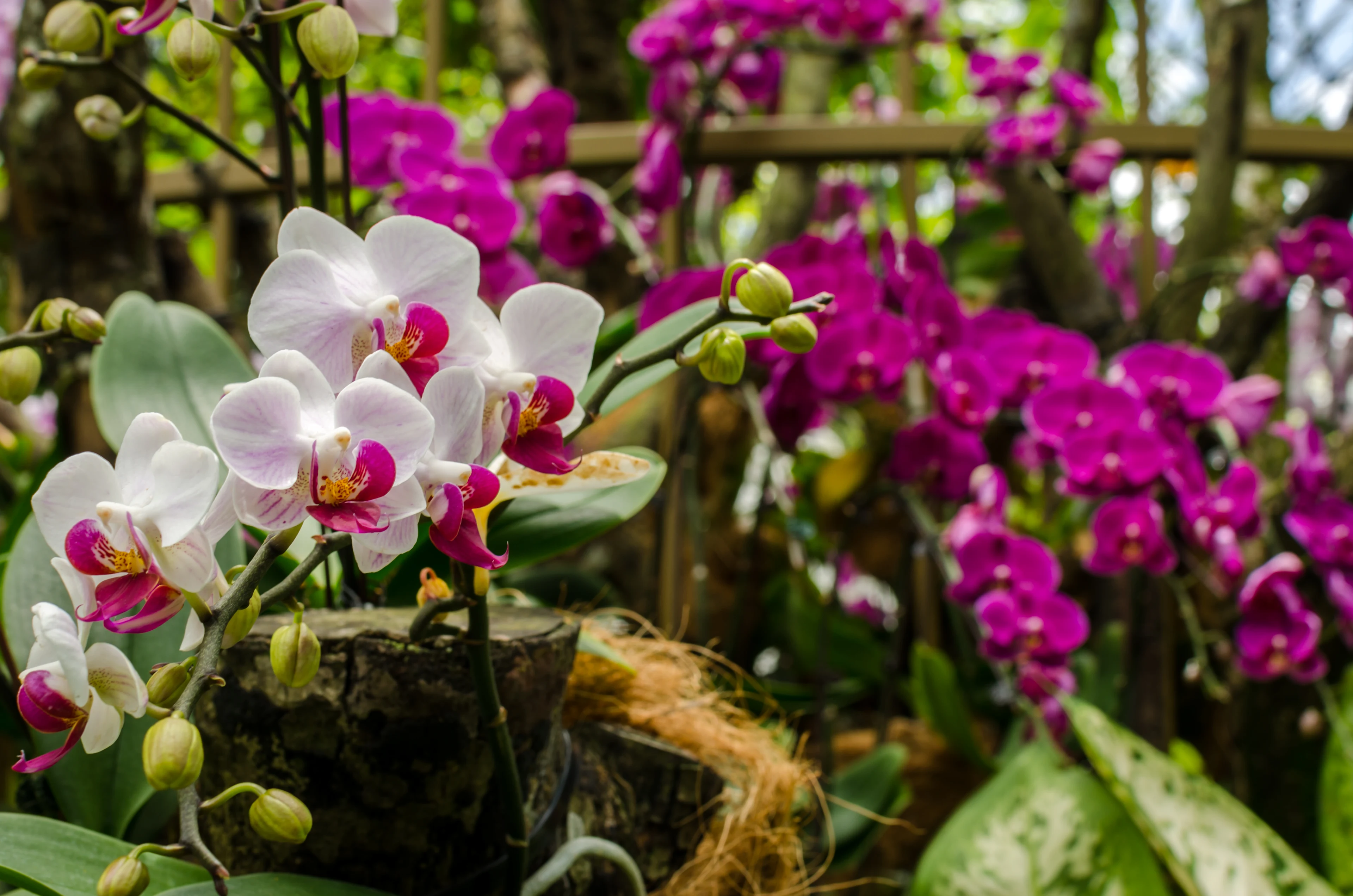 Färgstarka orkidéer i National Orchid Garden i Singapore Botanic Gardens