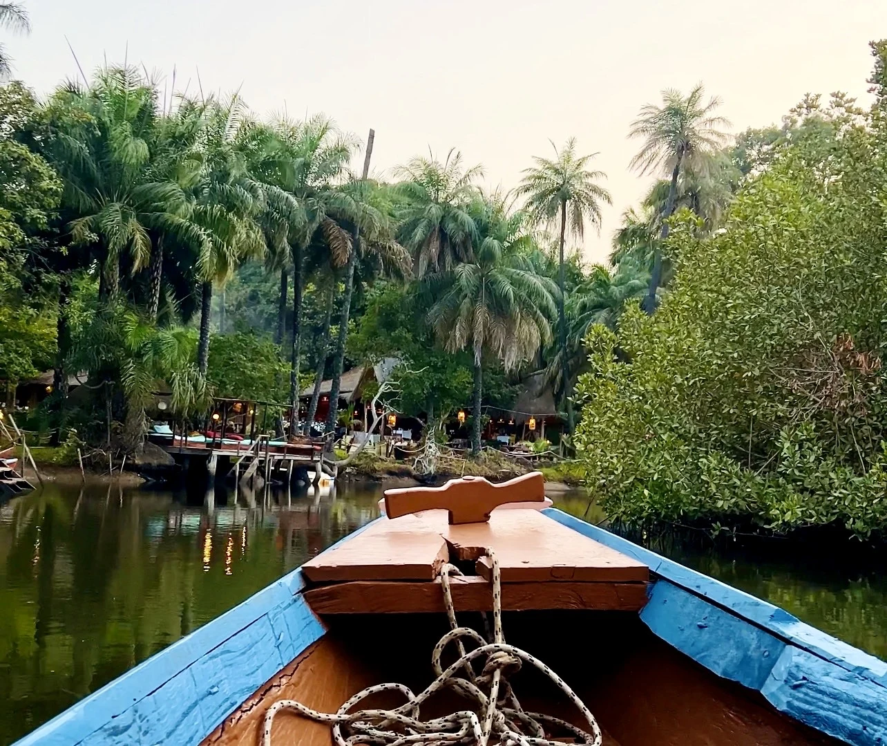 mangrove i Gambia