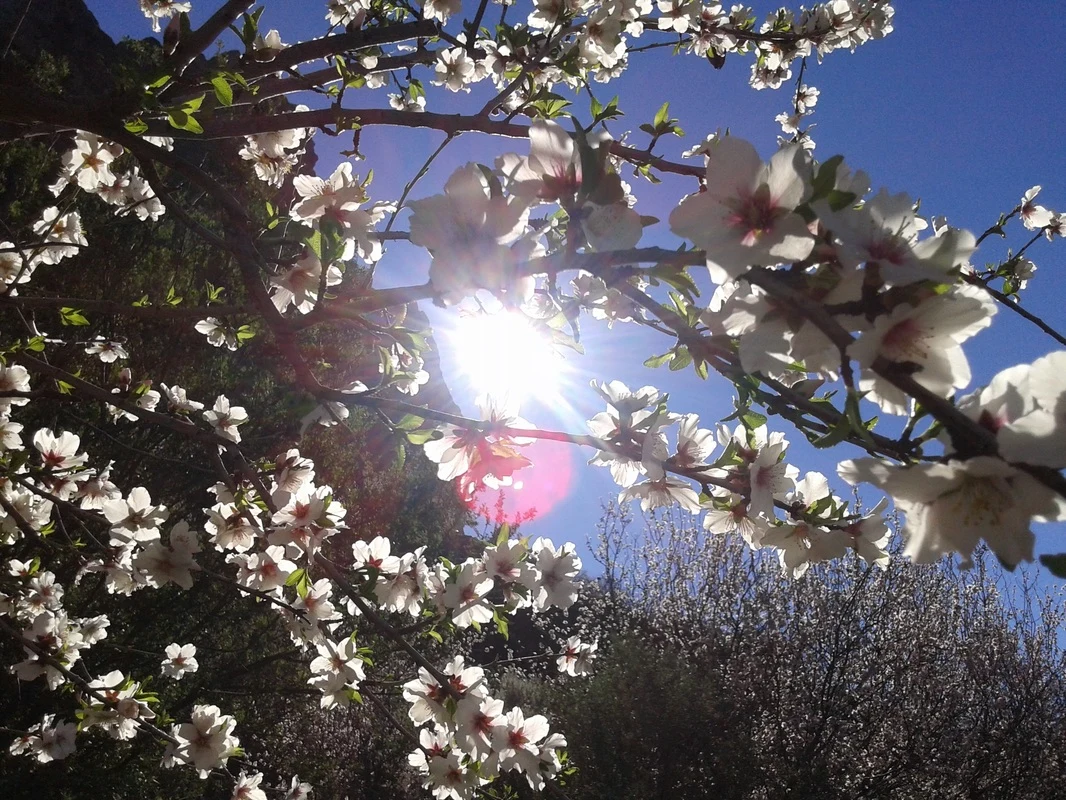 Mandeltre i blomst
