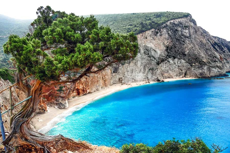 Träd, strand och berg 