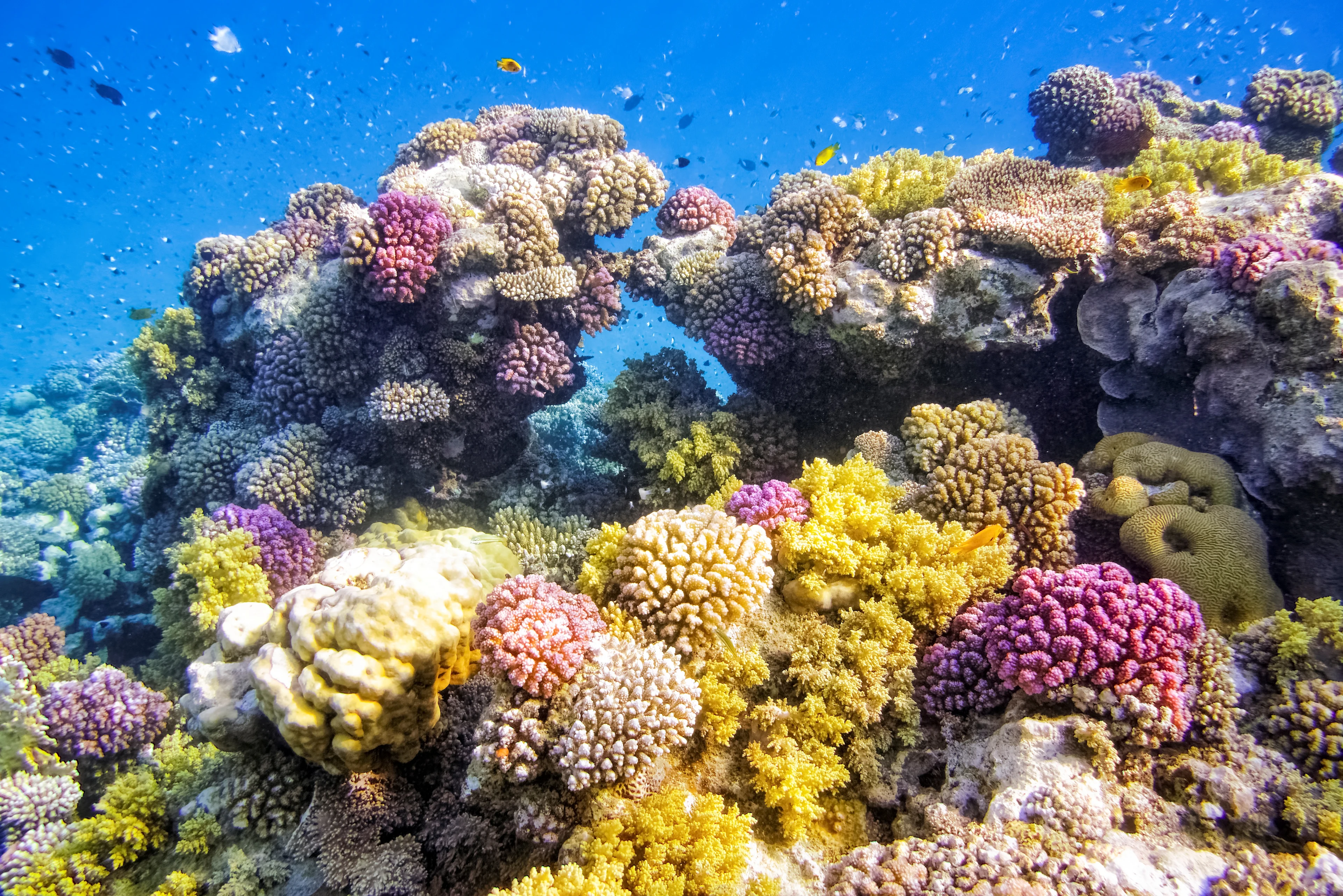 Korallrev i Röda havet, Egypten
