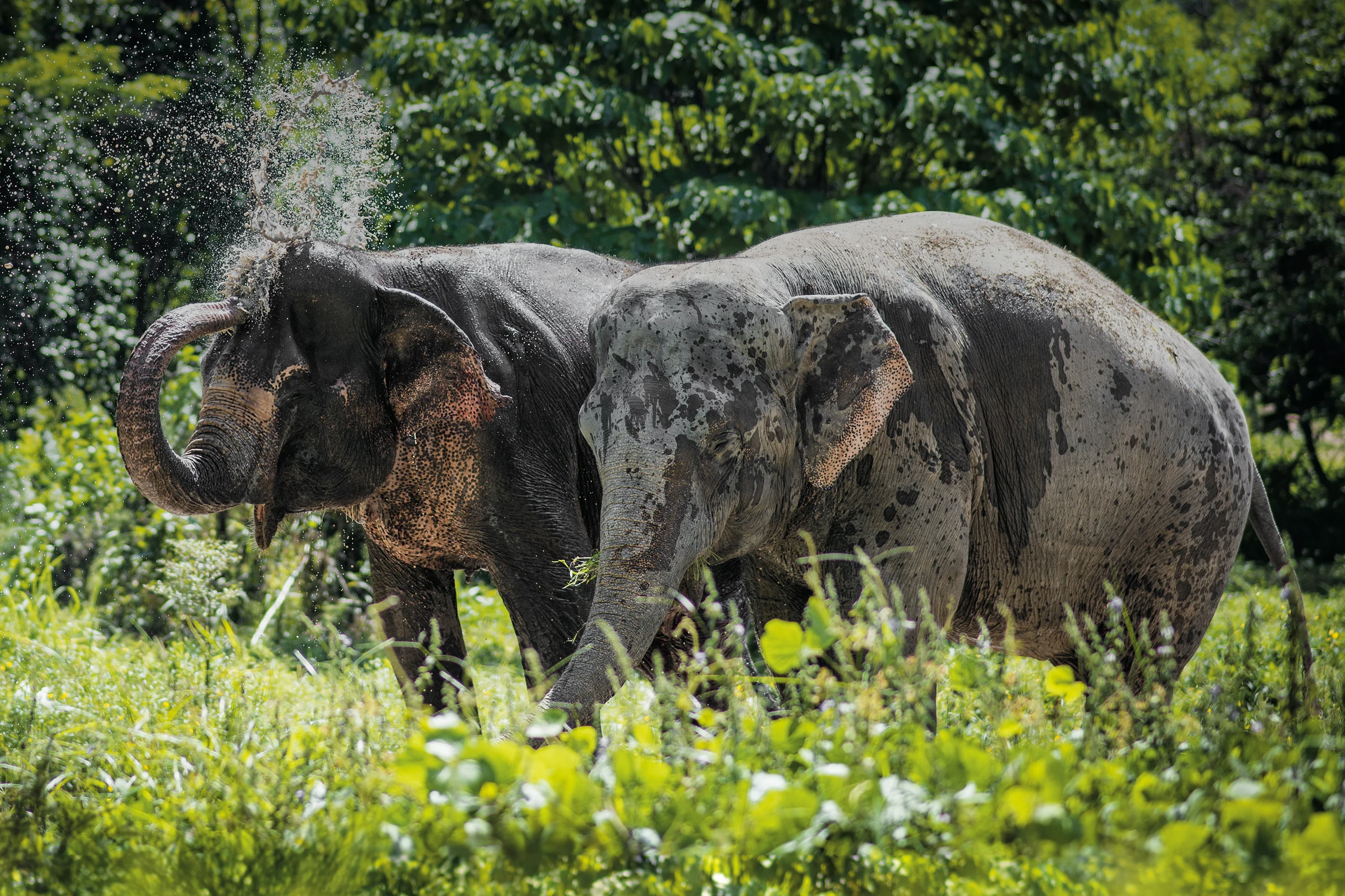 Elefanter i Thailand