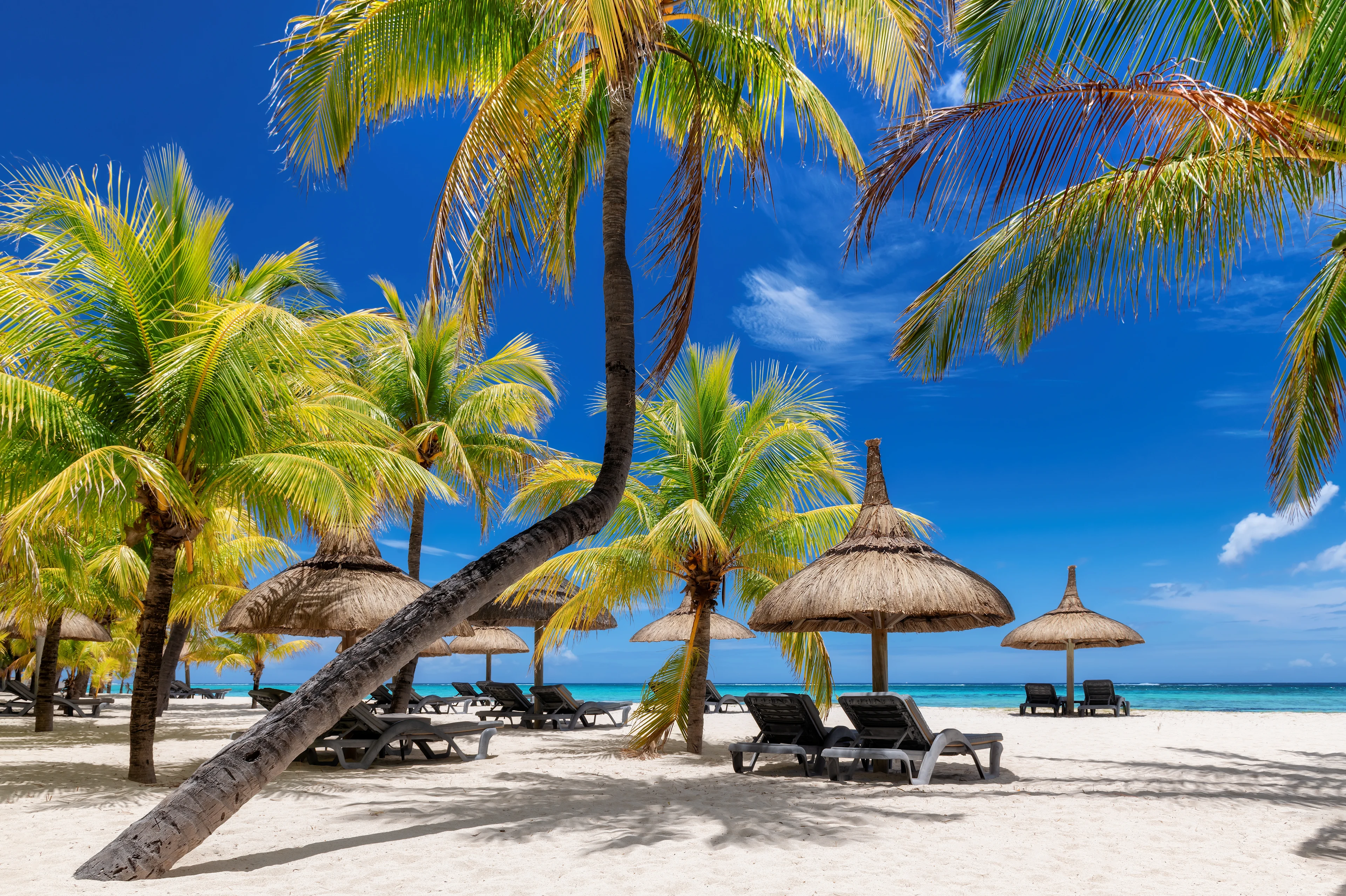 Vit sandstrand med palmer, solstolar och parasoller vid turkost hav på Mauritius.