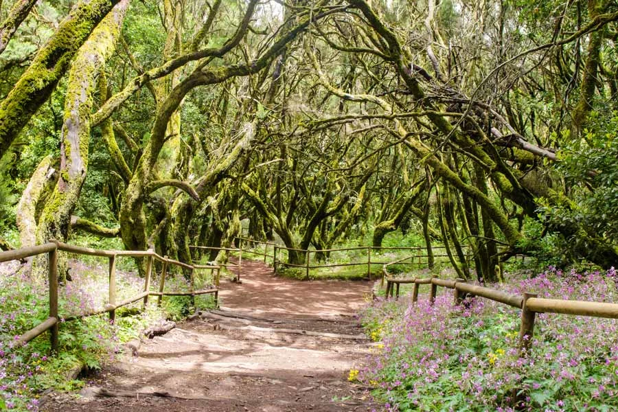 Garajonay nasjonalparker på La Gomera