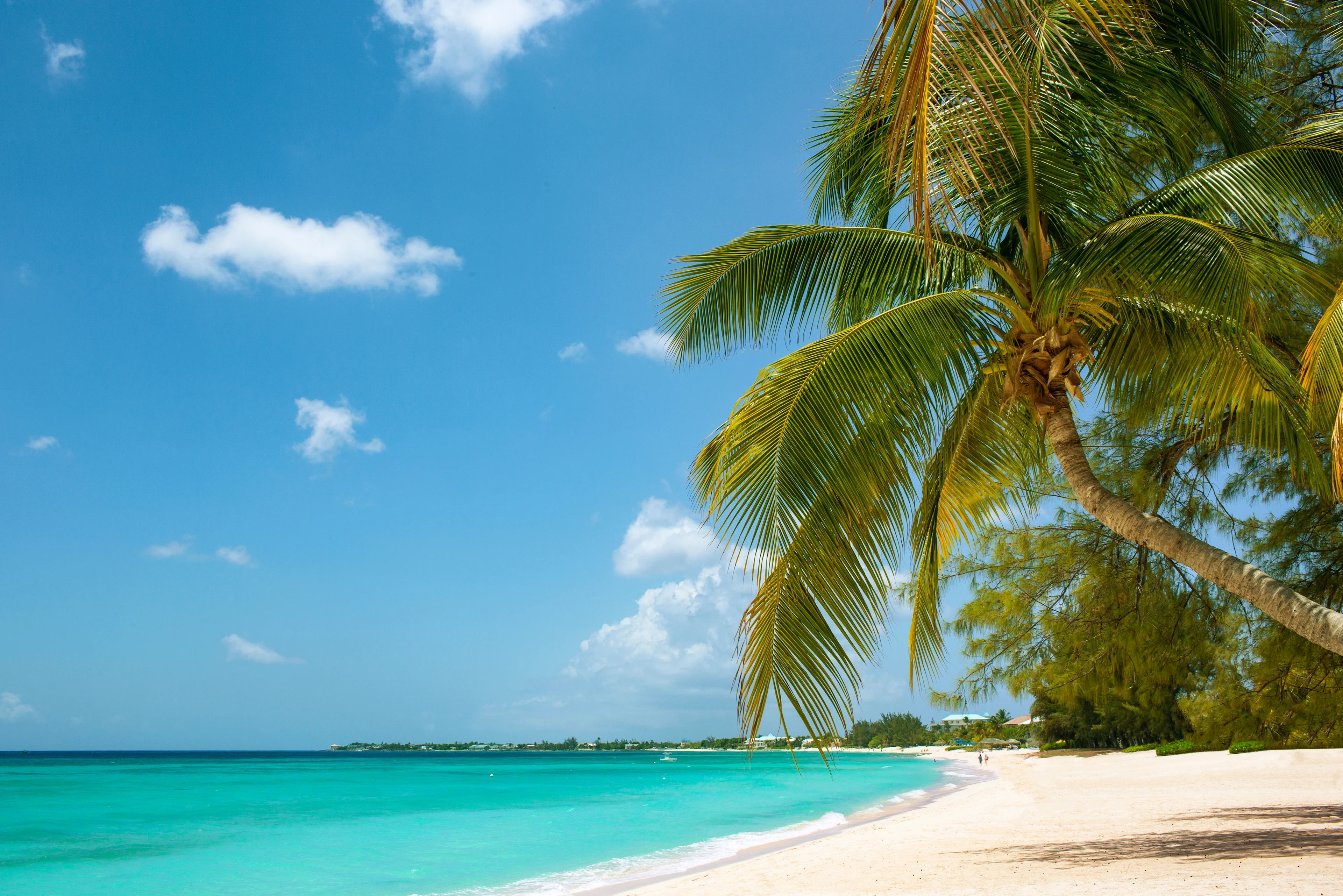 Vajande palmer och turkost vatten längs en strand på Curaçao.
