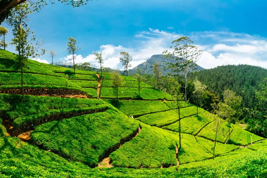 teplantage i Nuwara Eliya