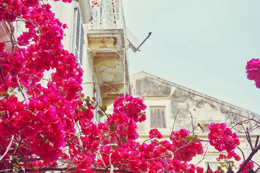 Bloemen en bouwen