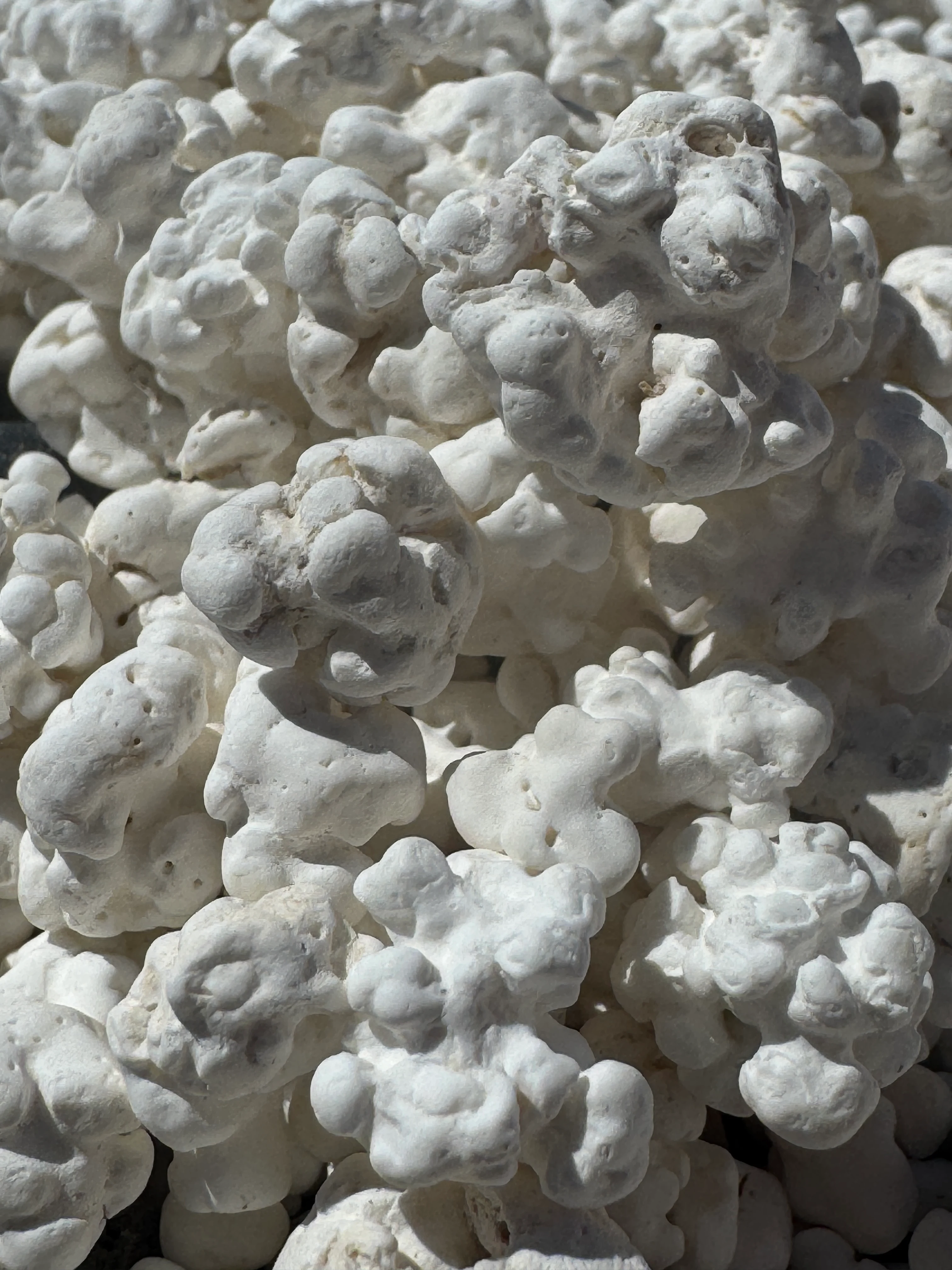 Närbild Popcorn beach