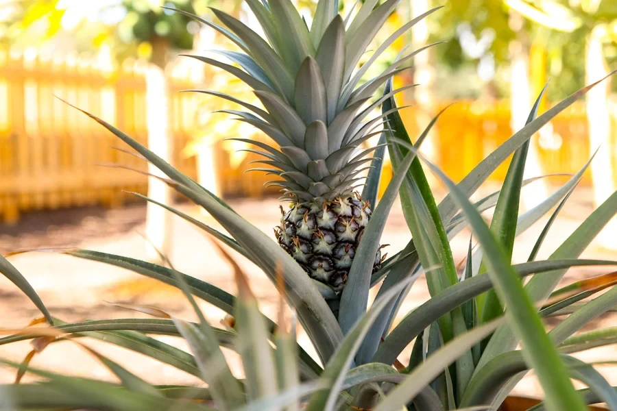 hallbarhet-playitas-ananas