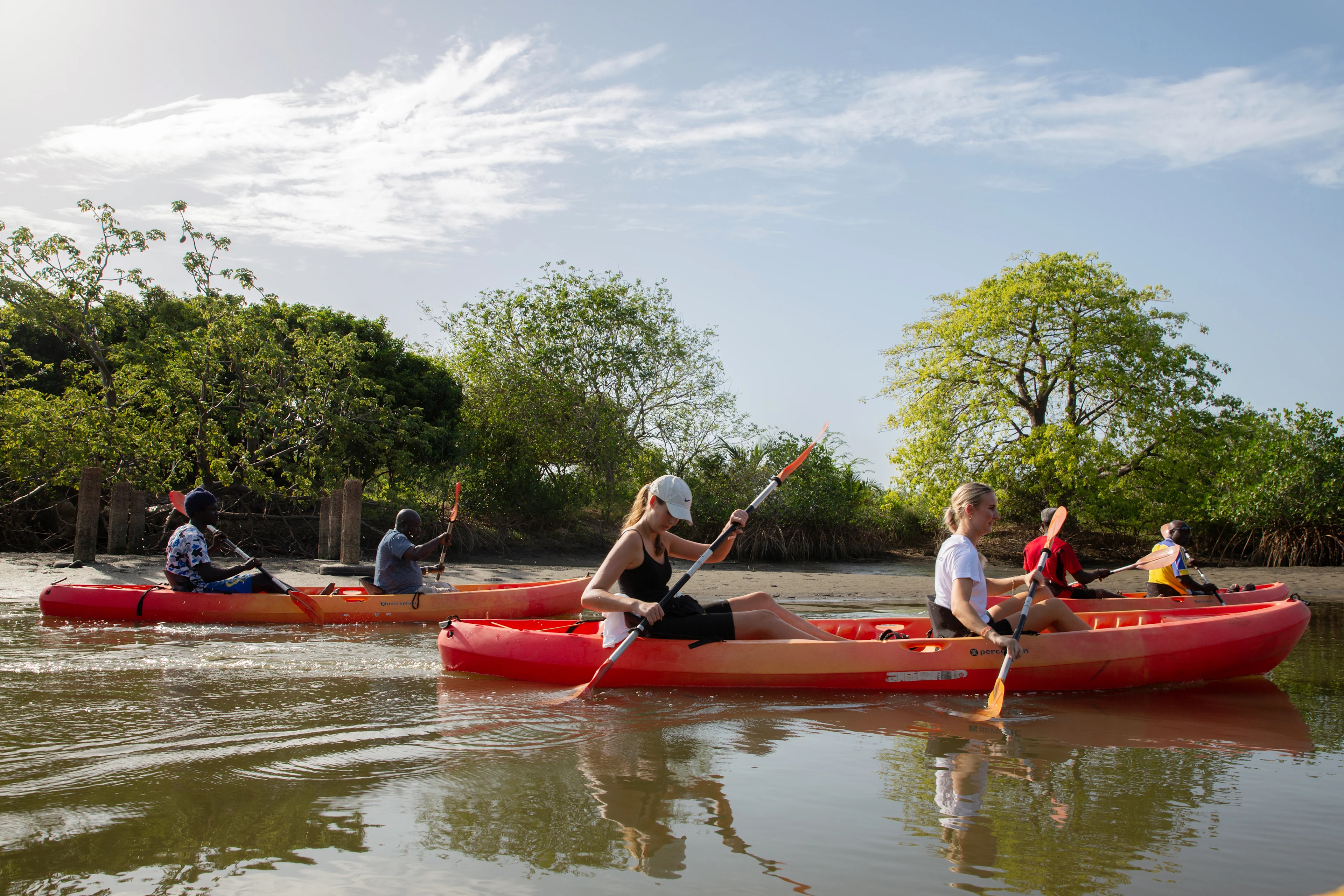 Melontaryhmä joessa mangrovepuiden keskellä