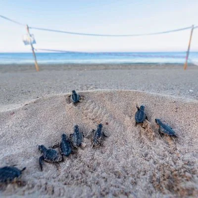 Nykläckta havssköldpaddor på väg mot havet