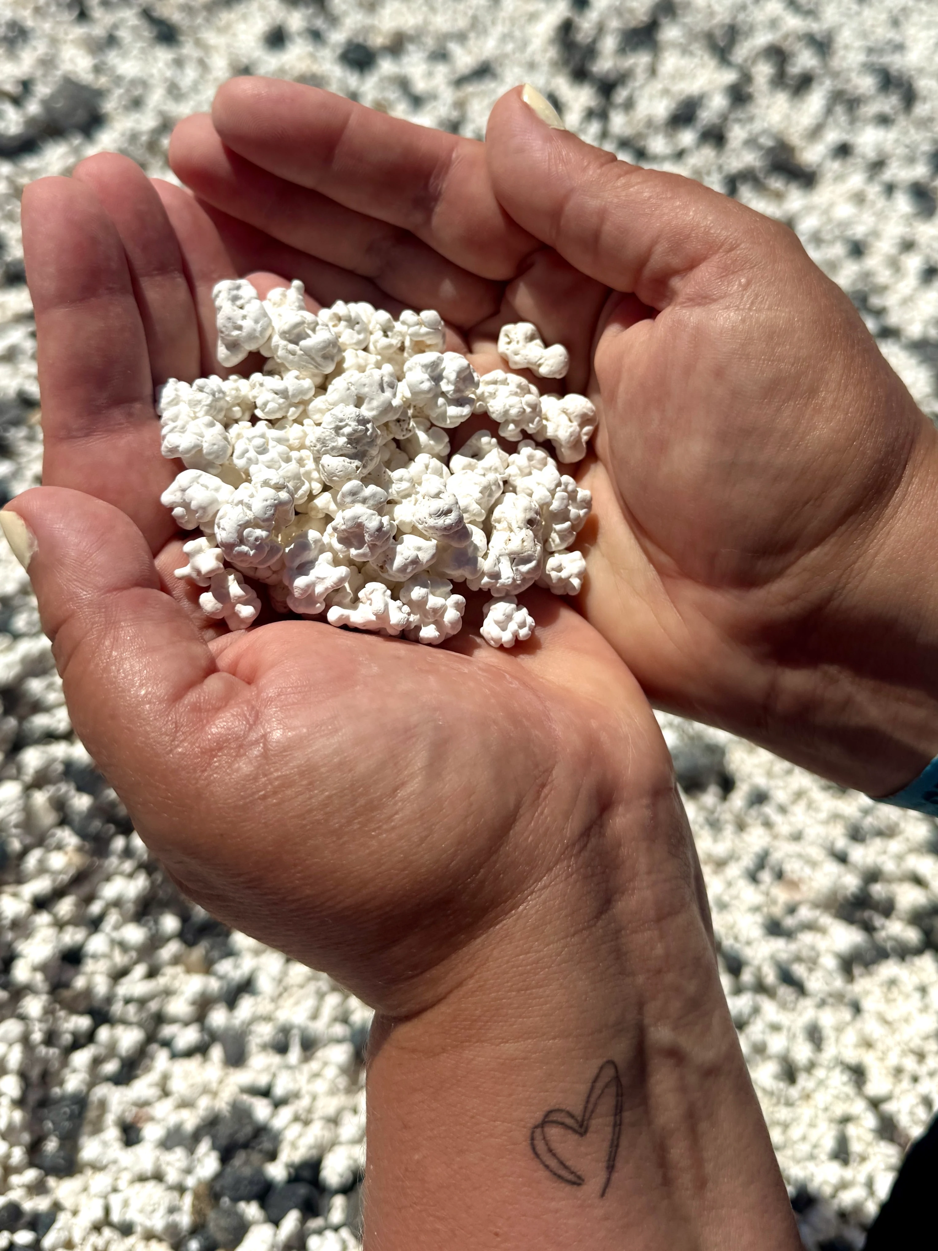 Närbild på händer som håller koraller på Popcorn beach