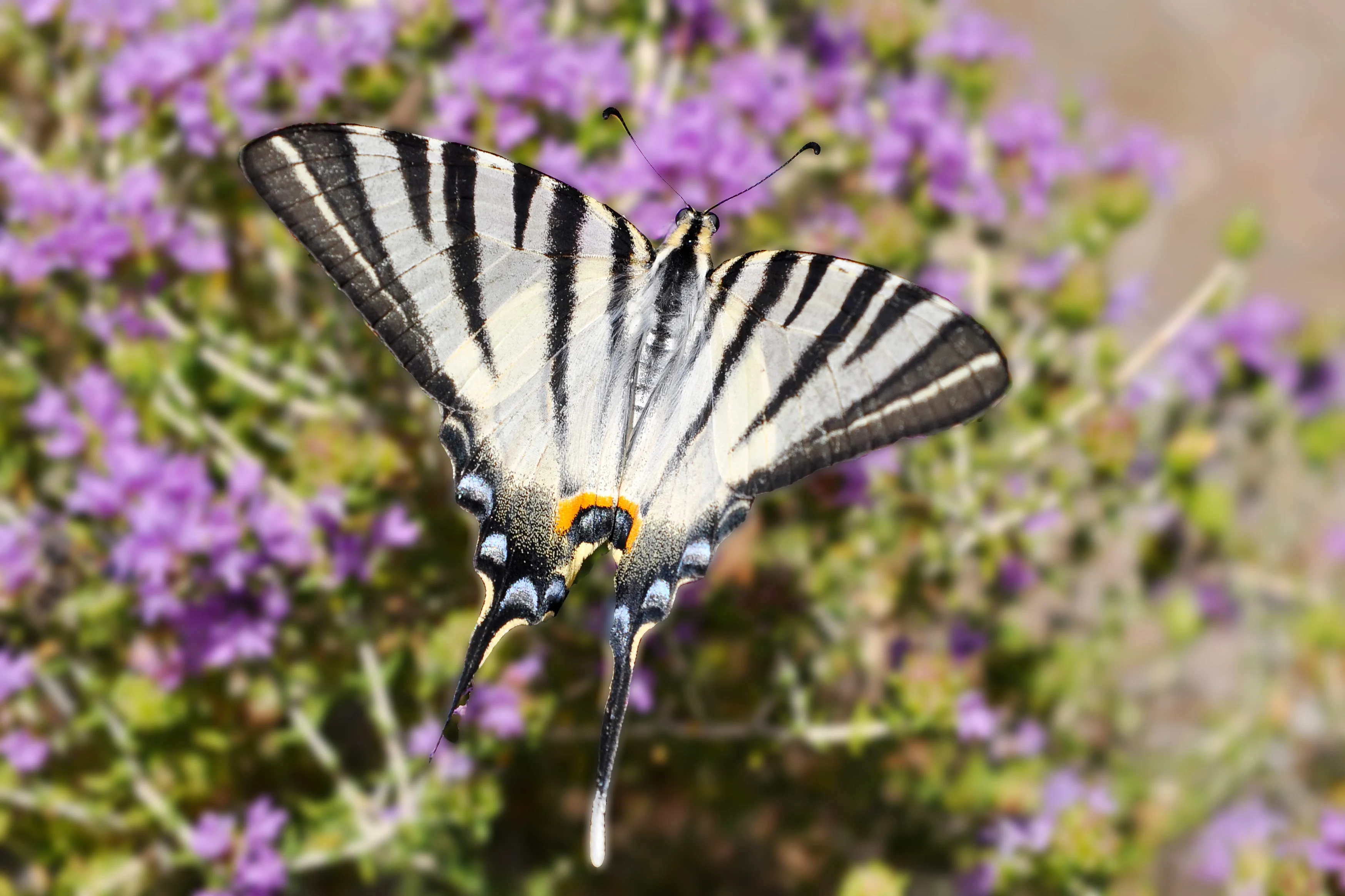 Fjäril i Fjärilsdalen på Rhodos